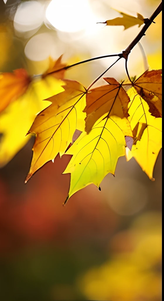 A leaf of a maple tree，Dreamy hazy background，Autumn light，Beautiful composition