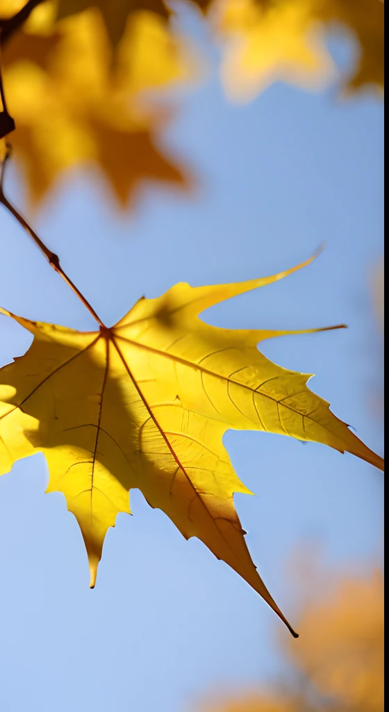 A leaf of a maple tree，Dreamy hazy background，Autumn light，Beautiful composition