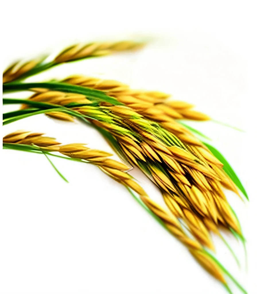 a bunch paddy rice,particles,uniformly,Unambiguous