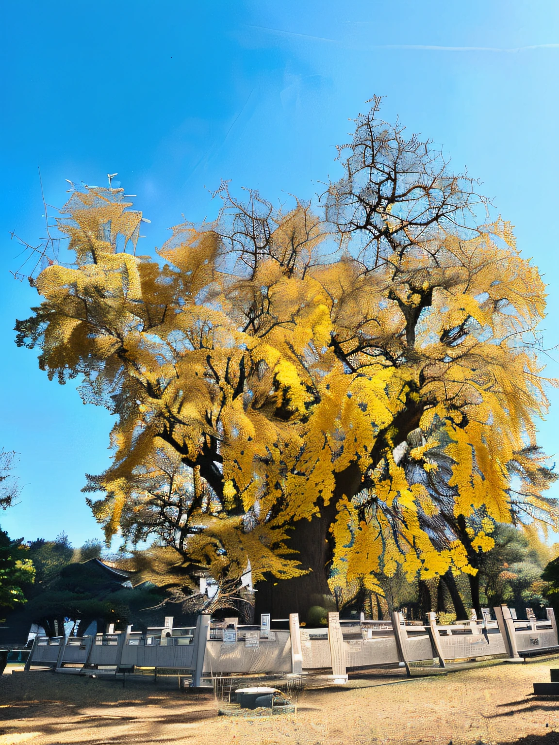 White-fenced cemetery with yellow-leaved Araffed trees, golden sacred tree, Beautiful image, A beautiful tree, baotou china, rich tree, zhouzhuang ancient town, beautiful fine sky, 🤬 🤮 💕 🎀, breath-taking beautiful trees, breath - taking beautiful trees, beautiful ancient trees, big trees, A huge ginkgo tree