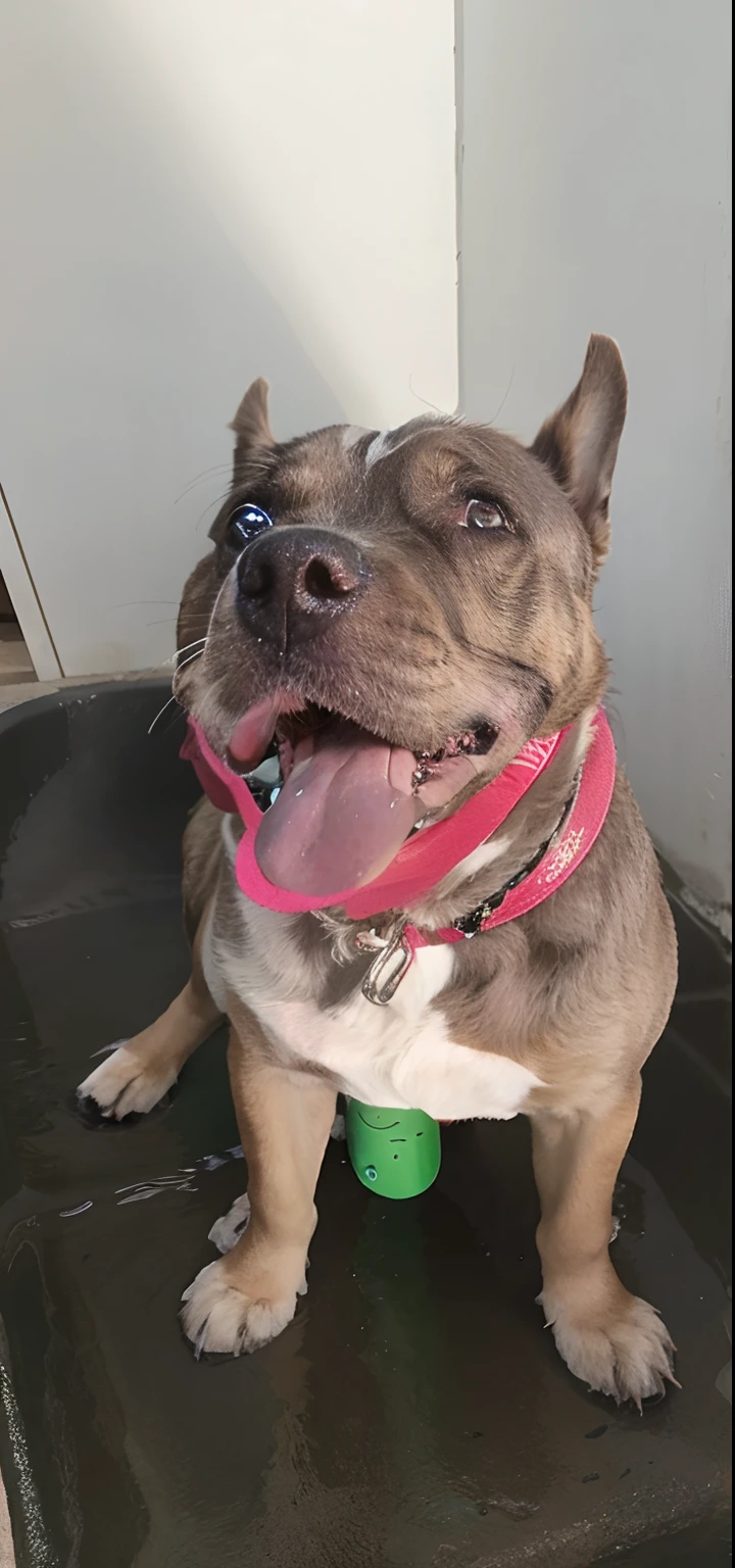 Cachorro feliz em uma piscina de bolinhas, anjinhos