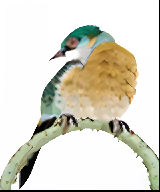 There is a bird sitting on a ring on a white background, smooth-chinned, quetzal, illustration], Birds, Bird, Singing, artist rendition, Japan, tattoo of a california scrub jay, colorful bird with a long, Quetzal and the star-nosed mole, is looking at a bird, illustration, female looking, birb, 2 d