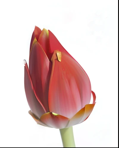 There is a red flower,On one stem there is a stem, Lotus, drawn image, lotus petals, depicting a flower, heavy jpeg artifact blurry, tulip, digital painted, flower buds, zoomed out to show entire image, lotuses, blurred detail, Digital drawing, Beautiful image, digitial painting, artist rendition, Zoom-out shot, slight bloom