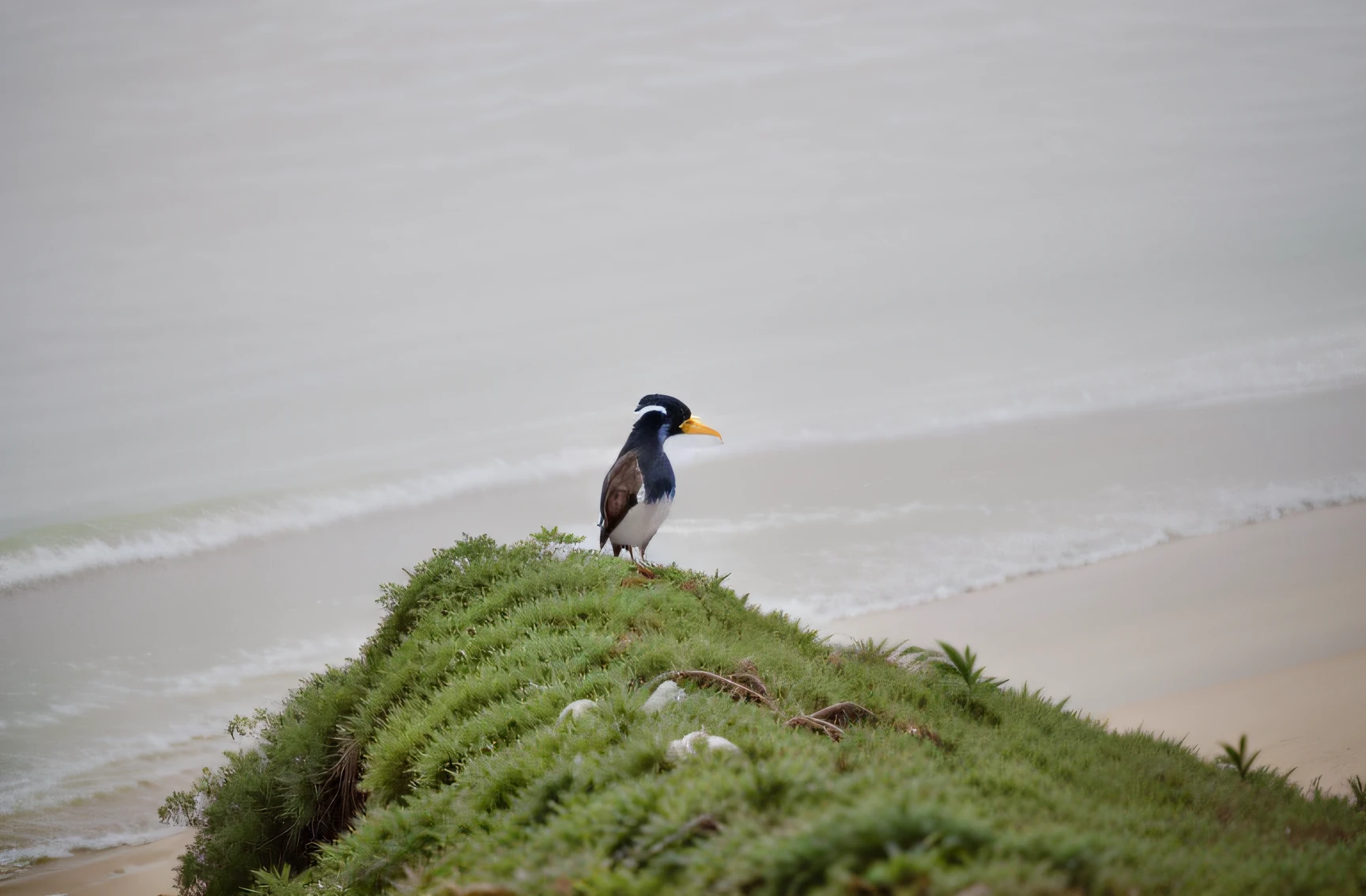There's a bird with a long beak sitting on a rock, Foto de perfil, empoleirado em uma rocha, bird, foto de retrato, orgulhoso olhando para longe, Desviando o olhar, Directed by: Robert Brackman, an artistic pose, telefoto, Directed by: Egbert van der Poel, !!beleza natural!!, Phot, Olhar peruano, Parecendo inteligente, posing for the camera