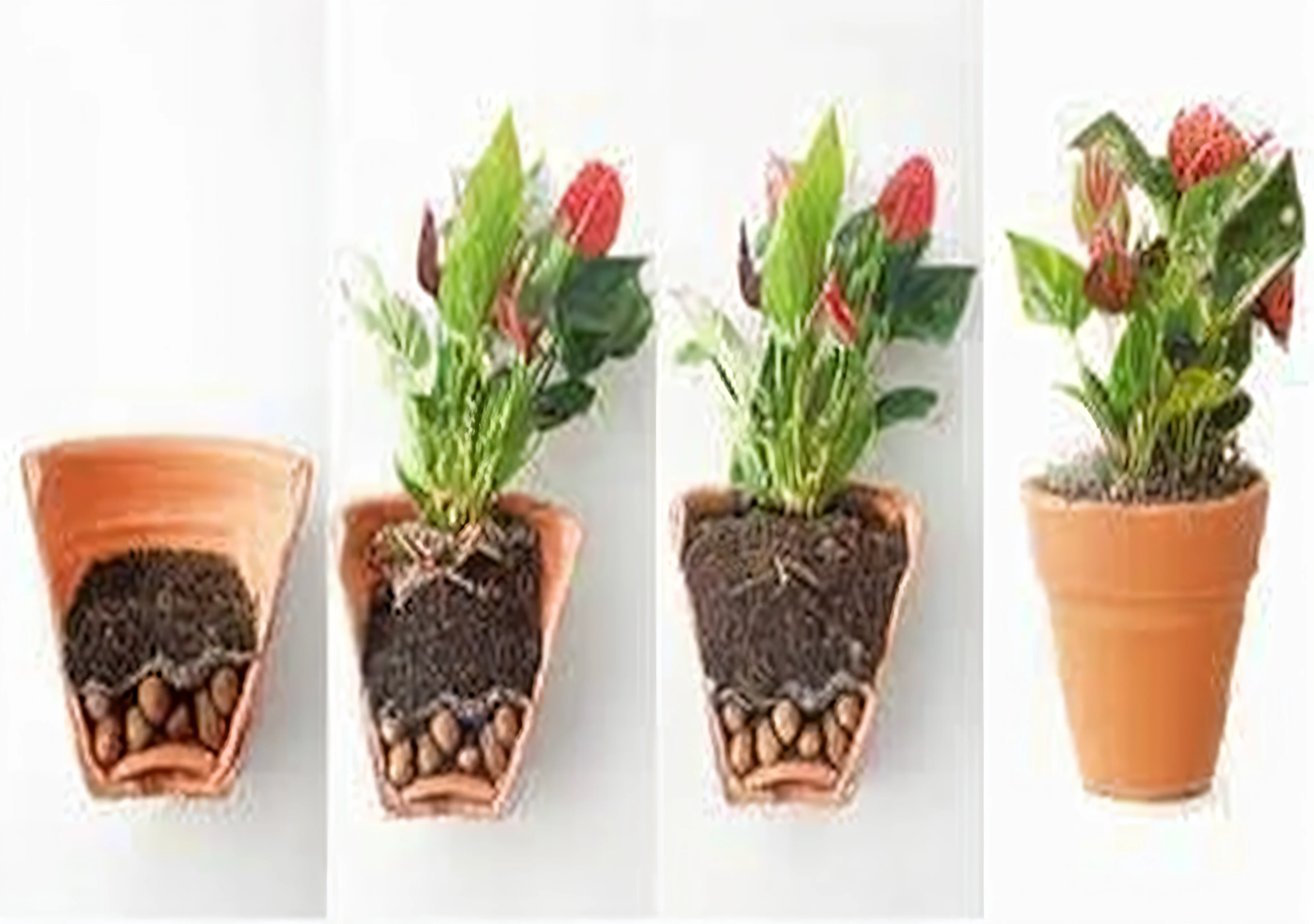 quatro tipos diferentes de vasos de plantas com sujeira, vaso exclusivo feito para plantas de casa, plant roots, com flores e plantas, Instant traps of Dionaea muscipula, plantas em vasos e nas paredes, vasos com plantas, cheio de plantas, armadura vegetal, vasos de plantas, vasos de flores, crescimento diferencial, planta em vaso, sua bacia transbordando de plantas