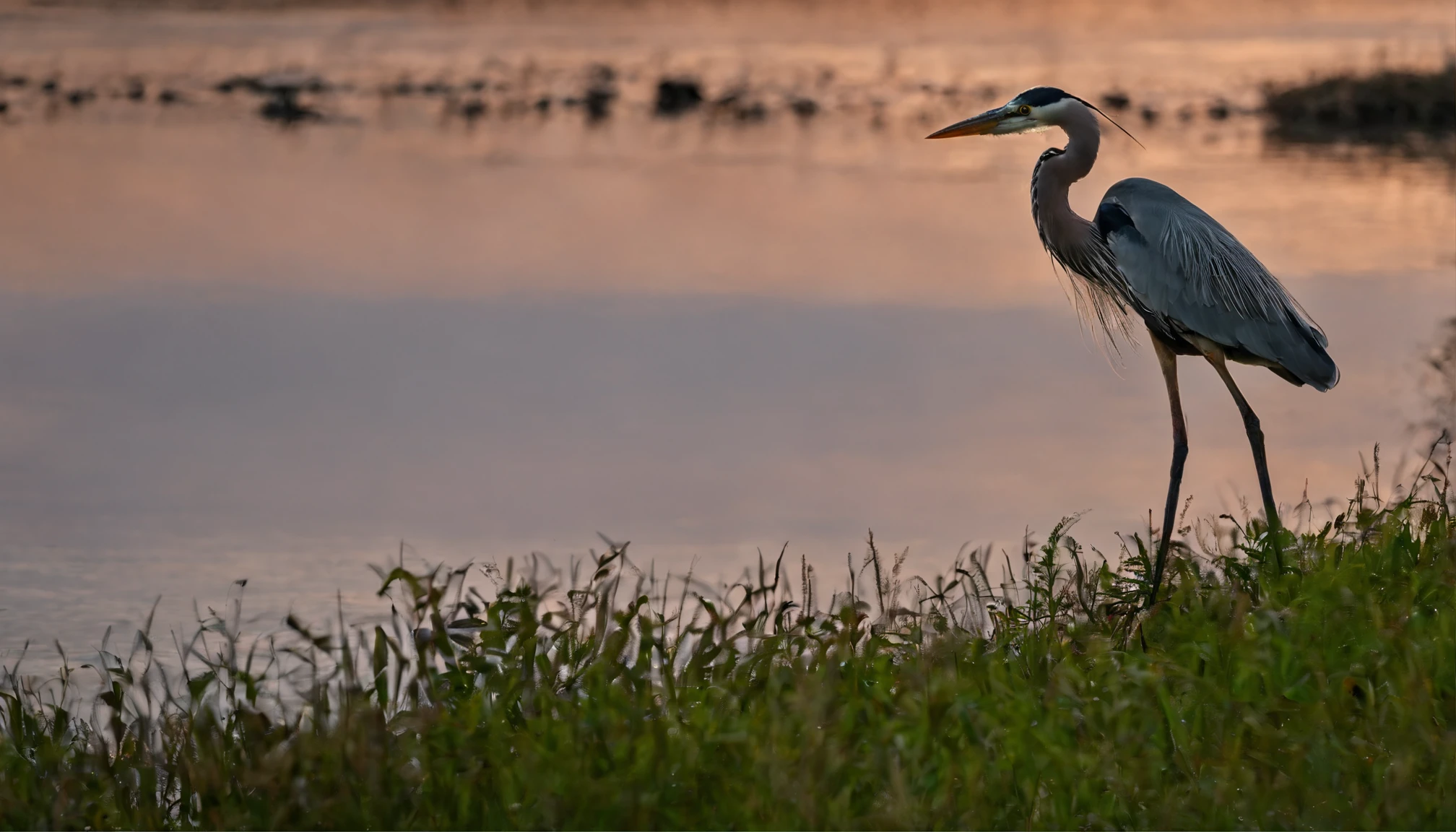 "What shall I say?" said the heron in a sad voice. "Something terrible is going to happen." "What's that?" asked the crab anxiously. "When I was going here this morning