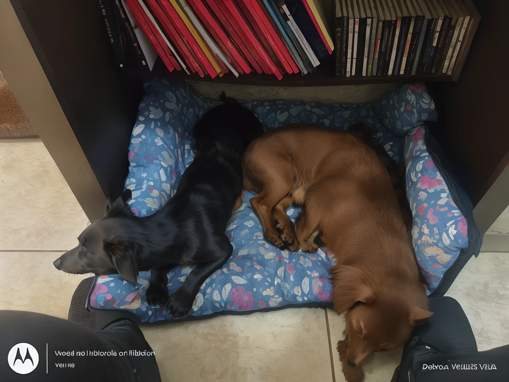 There are two dogs sleeping on a dog bed in a bedroom, deitados de costas, fotografia, bottom angle, Directed by: Nandor Soldier, dois exaustos, resting on a tough day, relaxing after a hard day, Two dogs, they are all laying down, enrolado em um livro, Directed by: Veronica Ruiz de Velasco, em uma biblioteca, Filhotes