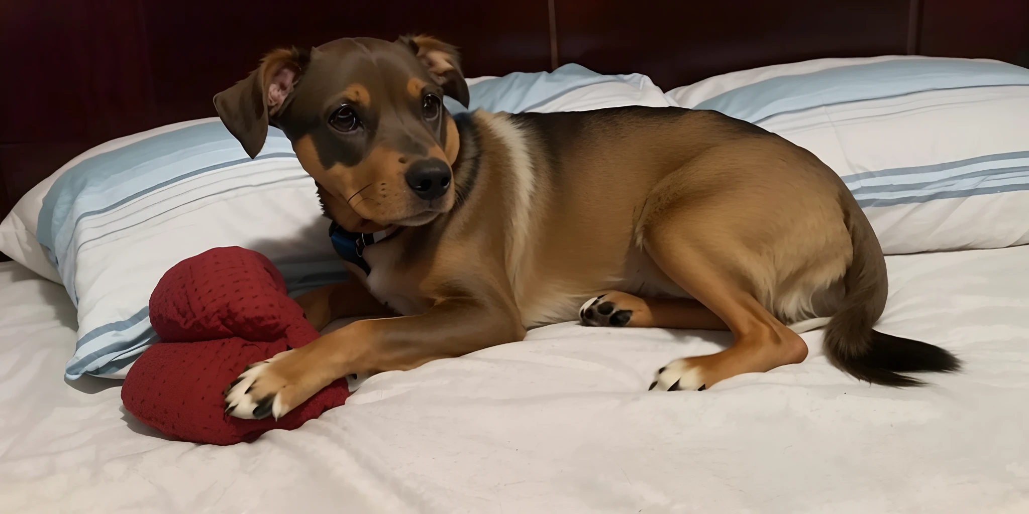 There's a dog that's lying on a bed with a stuffed animal, muito bobo olhando, mid 2 0's female, ela tem cerca de 1 6 anos de idade, muito bonito, Very detailed!, peludo bonito precisa de sua ajuda, breed russian brown toy terrier, sentado na cama, atordoante!, bonito, (((oxidado))), sentada em sua cama, olhando de lado!