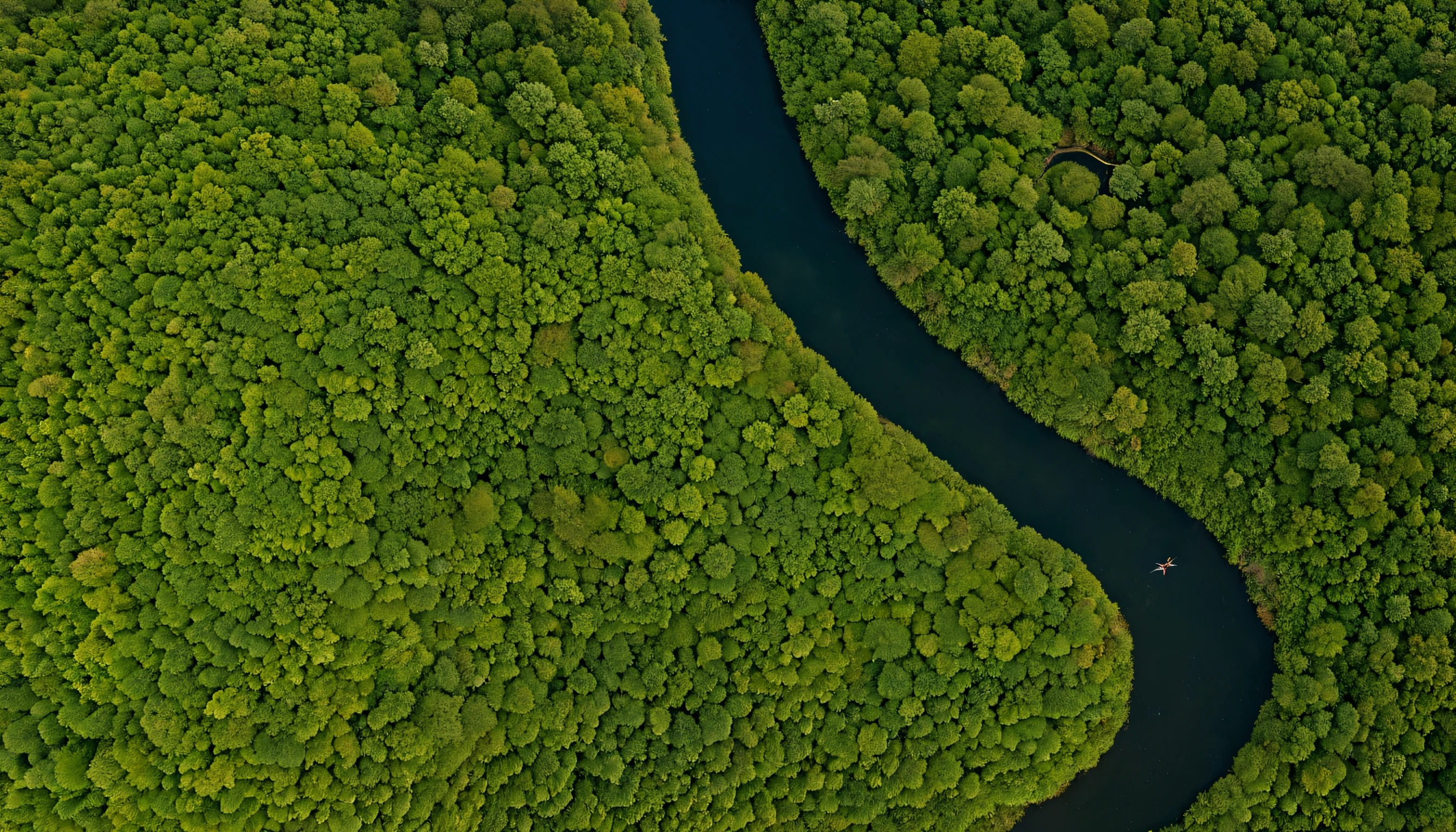 Foto de vida selvagem premiada da National Geographic, Aerial photography of the Pantanal, Brazil | Floresta | whole body view | altamente detalhado | high resolution | olhando para o espectador com uma gaze intensa | predatory | olhos hiper detalhados | foco nítido | luz natural