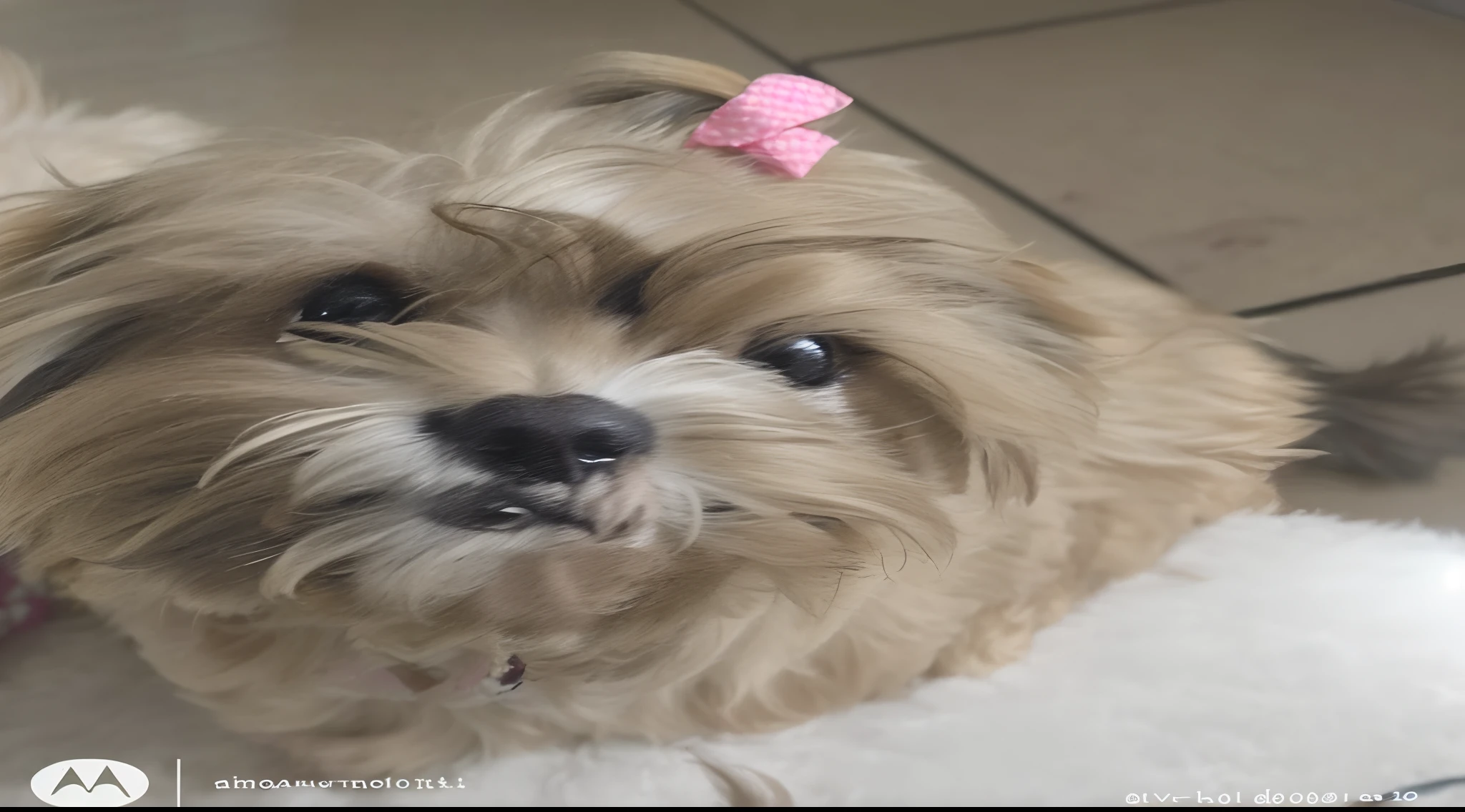 Imagem de alta qualidade, A furry caramel shorkie bitch with a pink bow on her head, looking at the camera and with a sloppy look.