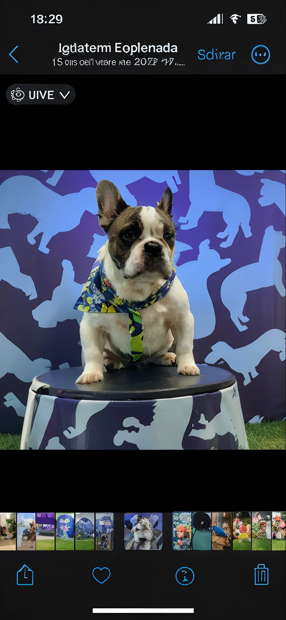 White dog french bulldog with bandana