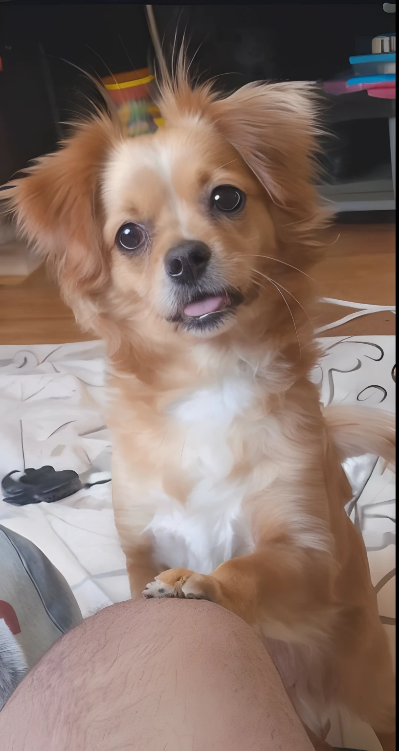 there is a small dog sitting on a persons lap, peludo bonito precisa de sua ajuda, Chihuahua de cabelos longos, queixo pequeno, Mistura Pomeriana, Chihuahua, breed russian brown toy terrier, Sparky, Cavalier Rei Charles Spaniel, Tempo ligeiramente ensolarado, sorriso manhoso, Crisa secular, Directed by: Emma Andijewska, small dog, retrato!!!, aw