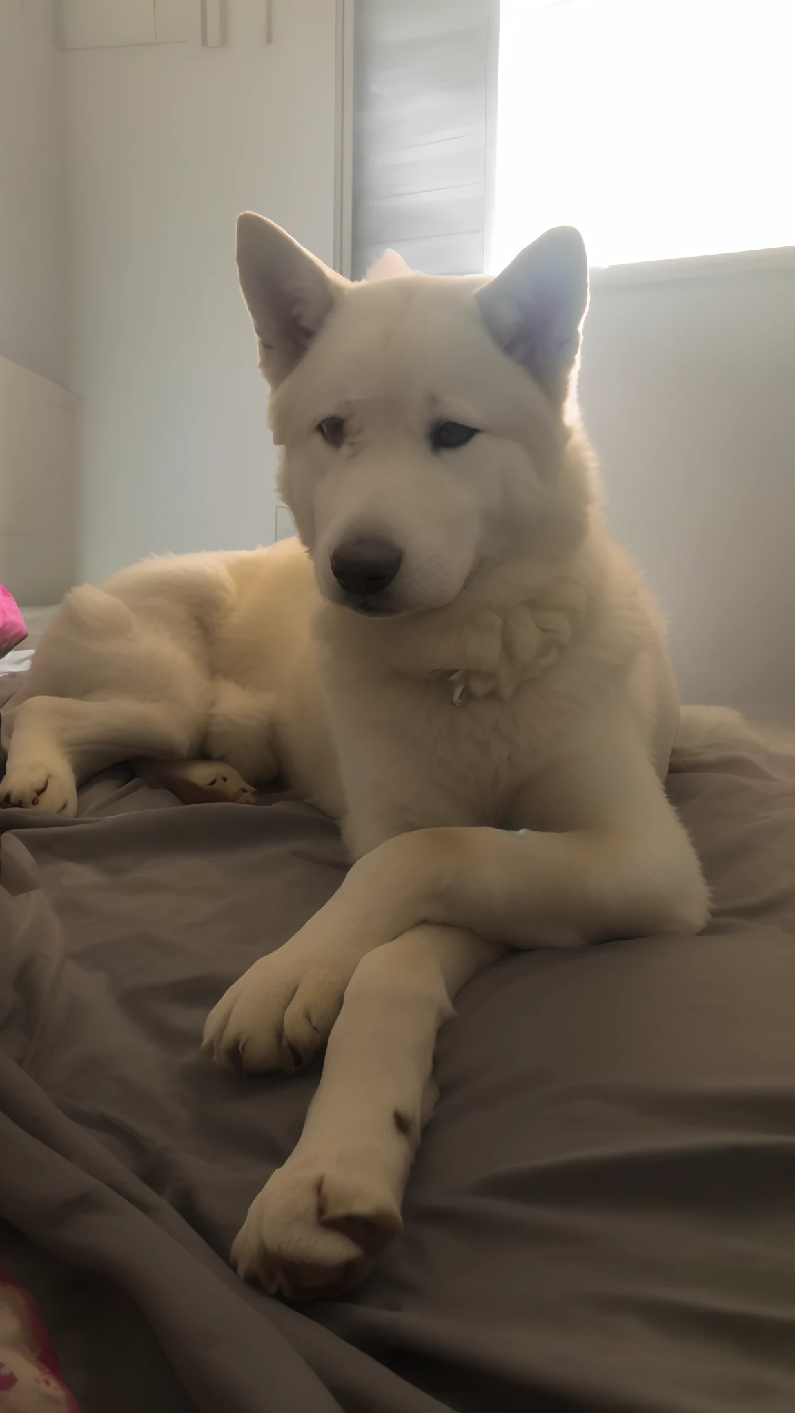 There's a white dog lying on a grass, akita inu, ela tem cerca de 2 anos de idade,