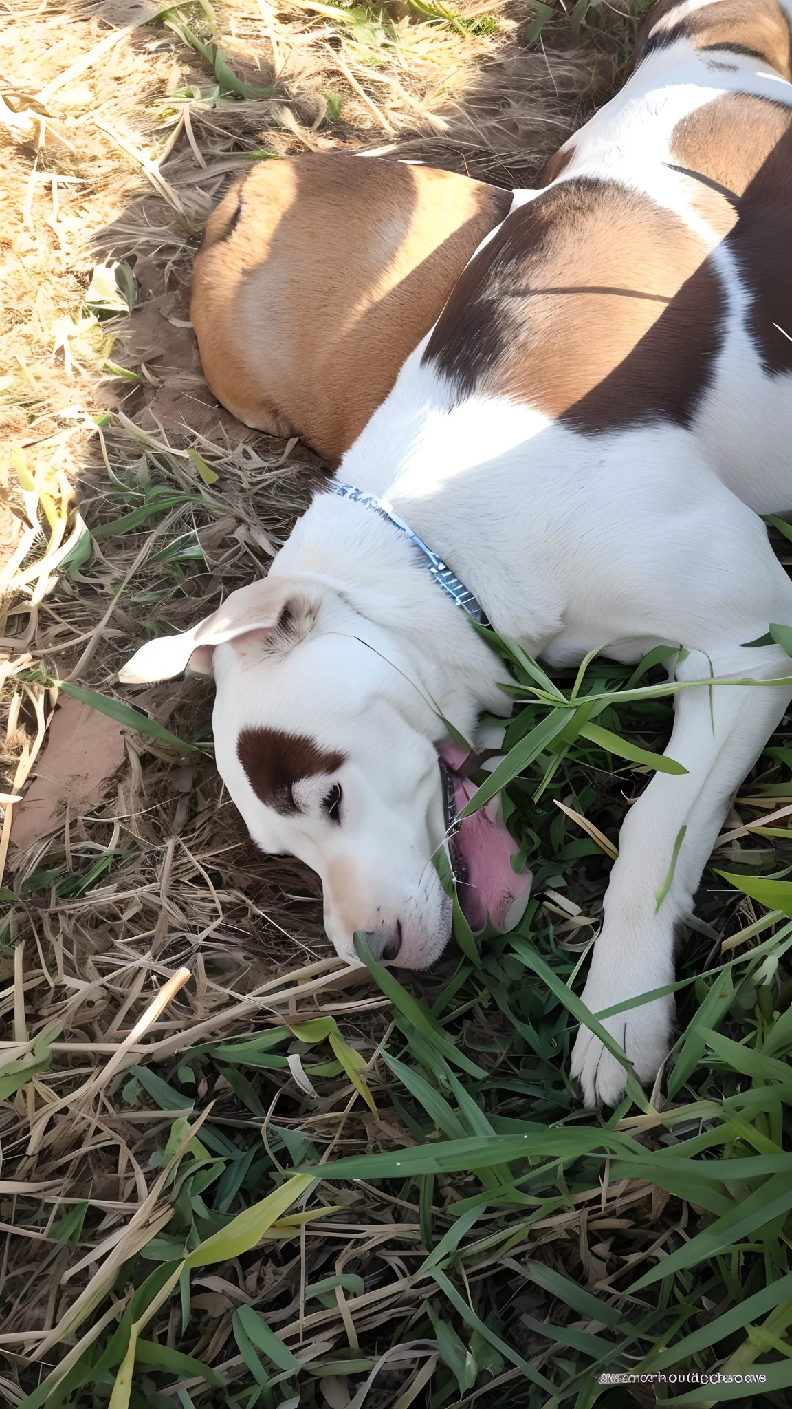 there's a dog that's lying on the grass, macho emagrecido, resting on a tough day, deitado na grama, rosto magro e raspado, escondendo-se na grama, branco com manchas marrons de chocolate, Me ajuda, deitado na grama, resting after a hard fight, sem mancha olho direito, young handsome pale roma, full medium shot