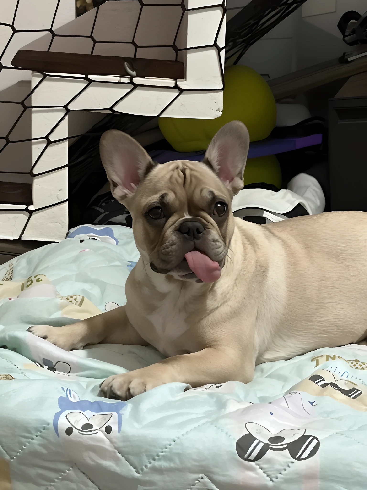 there is a dog that is laying down on a bed, french bulldog, sentada em sua cama, olhar orgulhoso, orgulhoso olhando para longe, ela tem um rosto bonito, mid 2 0's female, Tongue out, Nice face, muito bobo olhando, extremamente bonito, bonito, Tomado com Sony Alpha 9, taken in the early 2020s, young female