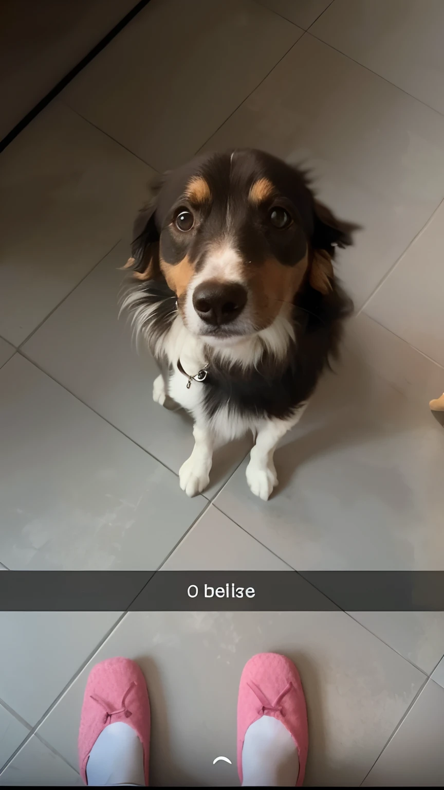 Il y a un chien qui est assis sur le sol avec une paire de chaussures roses, Border Collie, beiges, Aussie, Selfie of a dog, petite, Bauhause, belle image, stunning image, Beksinksi, belle, Matthieu 9 5, begging, Classe, selection, couple Otto Baditz, otjize