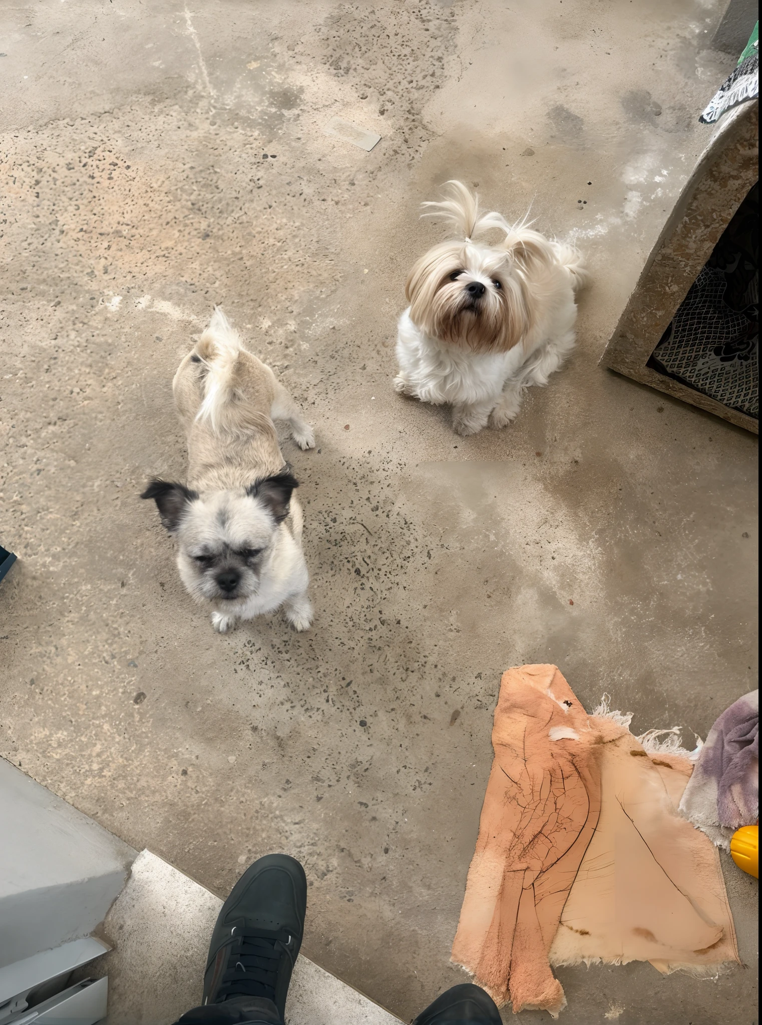 There are two small dogs standing on the concrete floor, Two dogs, one shitszu and one mixed breed. Ready to save the planet with your superhero suit and cape swaying in the wind