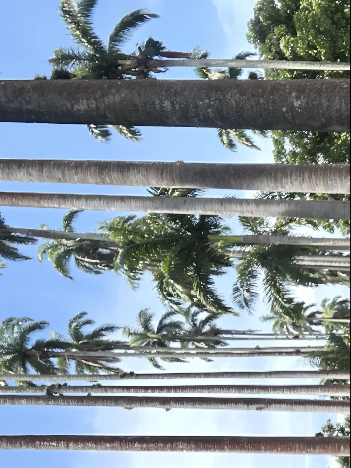 There are two people next to each other in front of palm trees, palmeiras no fundo, vacation photo, trees in the background, com palmeiras nas costas, momma and papa, imagem de qualidade muito baixa, Tomado com Sony Alpha 9, posando em waikiki, with a tree in the background, Fotografia selfie 8k, trees in background