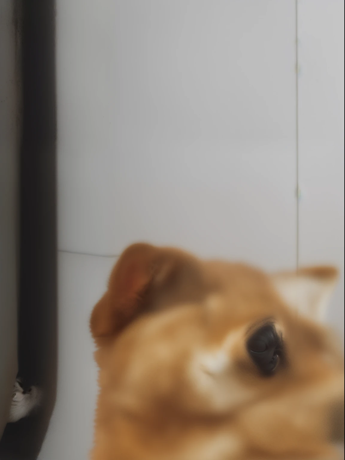 There's a dog that's standing on the ground, Shibu Inu, shiba inu dog, Shiba Inu, japanese dog, Doge, an afghan male type, Shiba inu rosto, peludo bonito precisa de sua ajuda, Me ajuda, taken with sony a7r camera, anthropomorphic shiba inu, very artistic pose