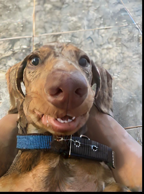 There is a dog that is sitting on the ground with its owner, looking-into-camera, winking at the camera, happily smiling at the camera, nariz largo!!!, looking-into-camera, front facing the camera, Tongue out, selfie of a dog, muito bobo olhando, cara boba fofa, foto altamente detalhada de feliz, Looking directly at the camera
