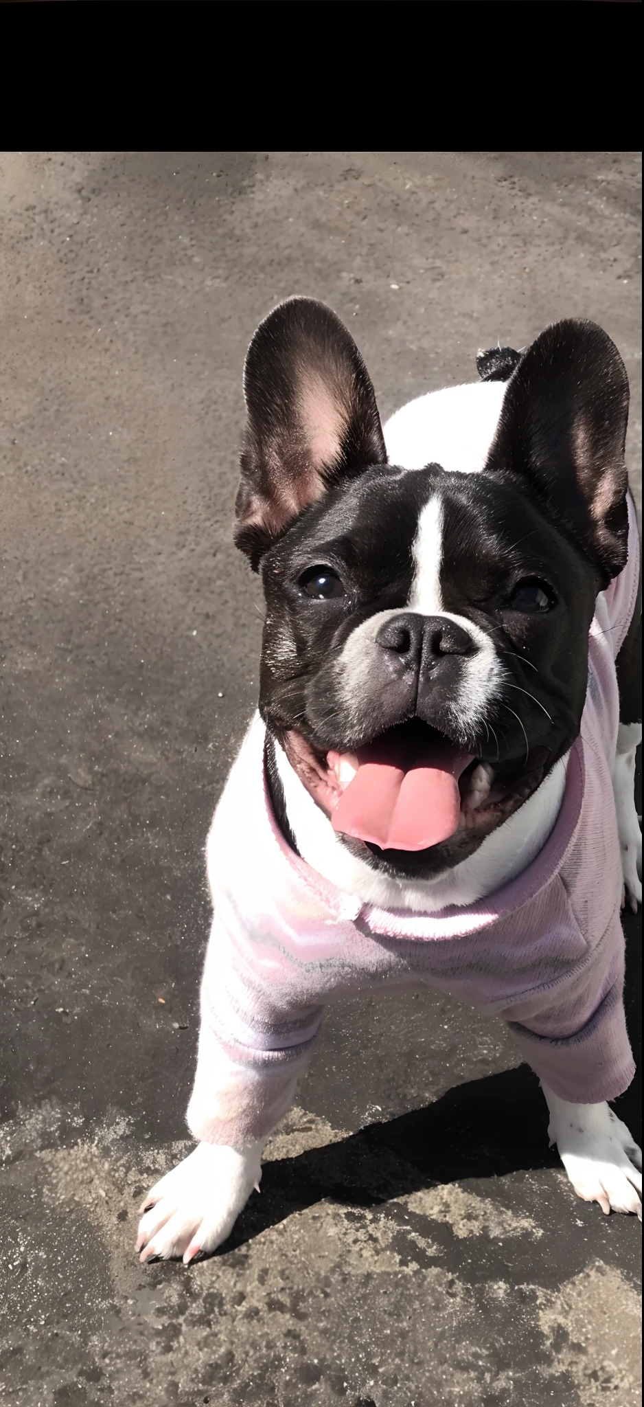 There's a small dog wearing a pink shirt and standing on the sidewalk, french bulldog, wearing a sweater, muito elegante, Directed by: Tom Wänerstrand, usando um capuz rosa, Divertindo-se ao sol, usando um capuz rosa pastel, nariz rosa, olhar orgulhoso, linda senhora, olhando heckin legal e elegante, Gorgeous features, muito bonito