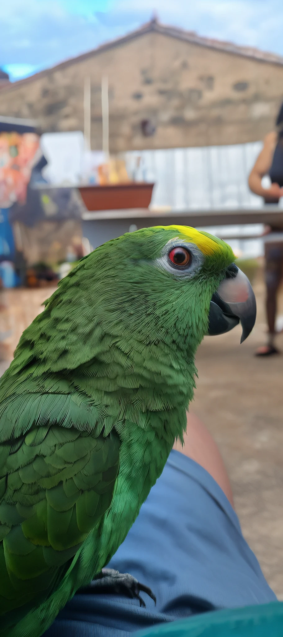 papagaio verde sentado em um colo de pessoas, papagaio, green head, olhos amarelos esmeralda, barriga verde fofa, parrot on head, com um papagaio grande, adulto jovem masculino, com um papagaio no ombro, orgulhoso olhando para longe, Olhar peruano, pet bird, 2 anos, looking to the side off camera, arrogant expression, ESTILO PIXAR