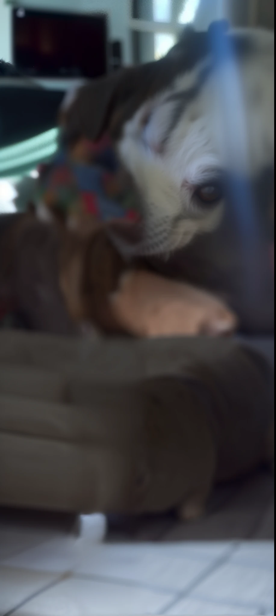 There's a dog sitting on a couch with a remote control, branco com manchas marrons de chocolate, looking away from camera, looking to the side off camera, branco com manchas pretas, Looking away from the camera, sardas no nariz, olhando de lado!, tiro de perto do meio, Jack Russel Terrier surpreendido, sem mancha olho direito, Absorto em pensamentos, olhando para a sua esquerda