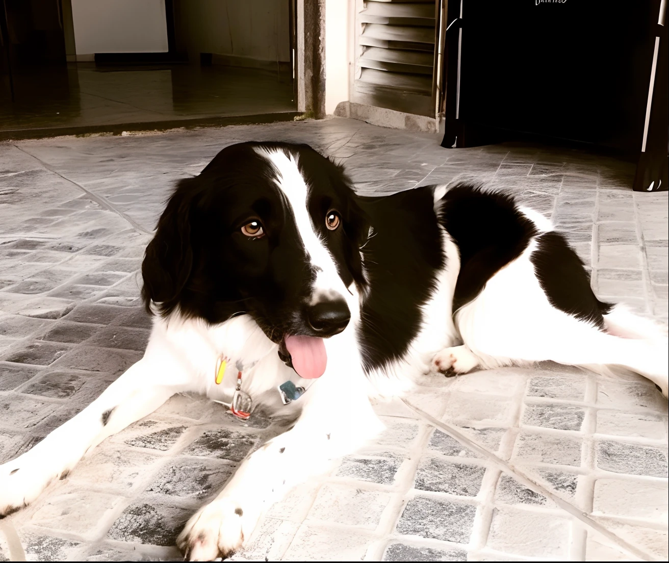 There's a black and white dog lying on the ground, border collie, pimenta, pet animal, preto e branco, Mistura de Corgi e Doodle, muito bonito, um bonito, atordoante!, preto e branco, by Amelia Peláez, !!altamente detalhado!!, Handsome, quatro patas, preto & Branco, bonita, Directed by: Felipe Seade, Falvie