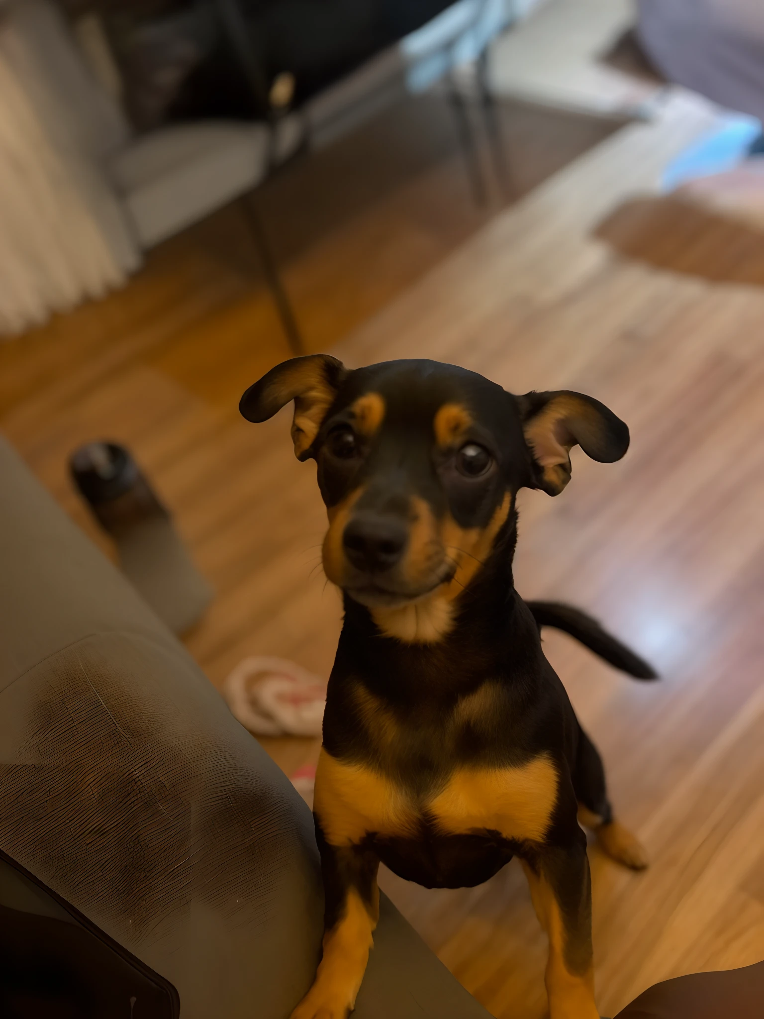 There's a small dog sitting on a couch looking up, muito bobo olhando, super cute and friendly, looking away from camera, holding it out to the camera, olhando de lado!, Very detailed!, Looking away from the camera, staring directly at camera, looking to the side off camera, ligeiramente desfocado, looking defiantly at the camera, staring directly at camera