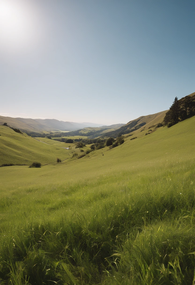 Green meadow,flock,White cloudless sky,new zealand,4K,k hd