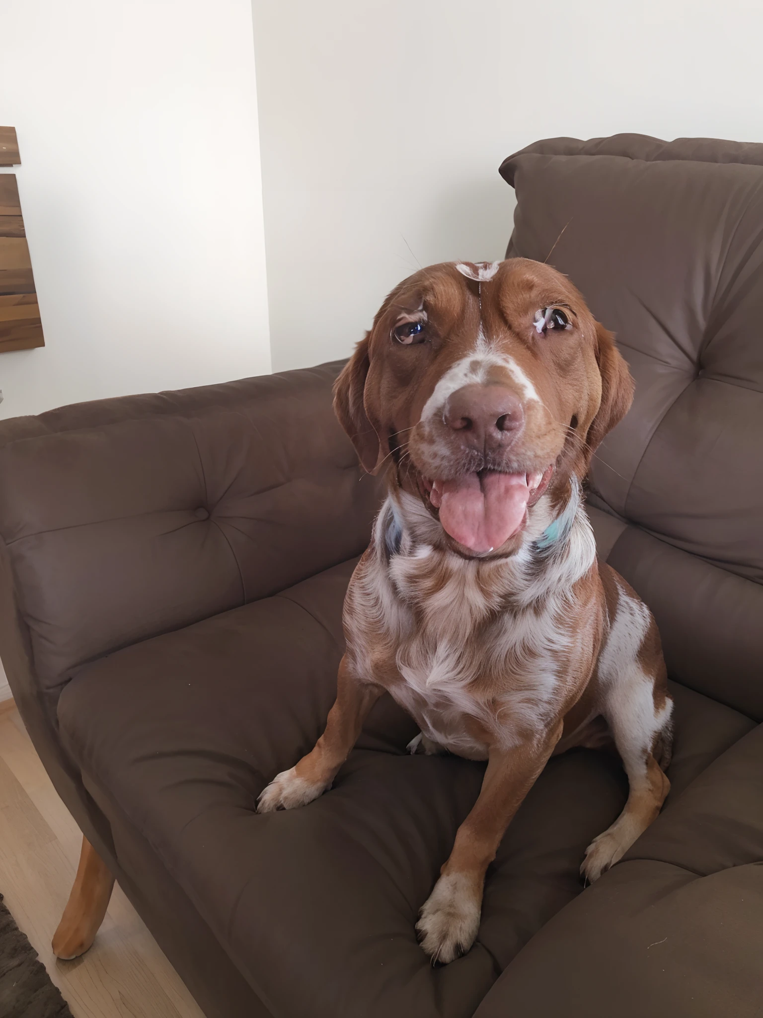 Cachorro basset marrom mesclado com branco sentado na plotrona marrom na sala cim parede com quadros sofa ao lado da poltrona