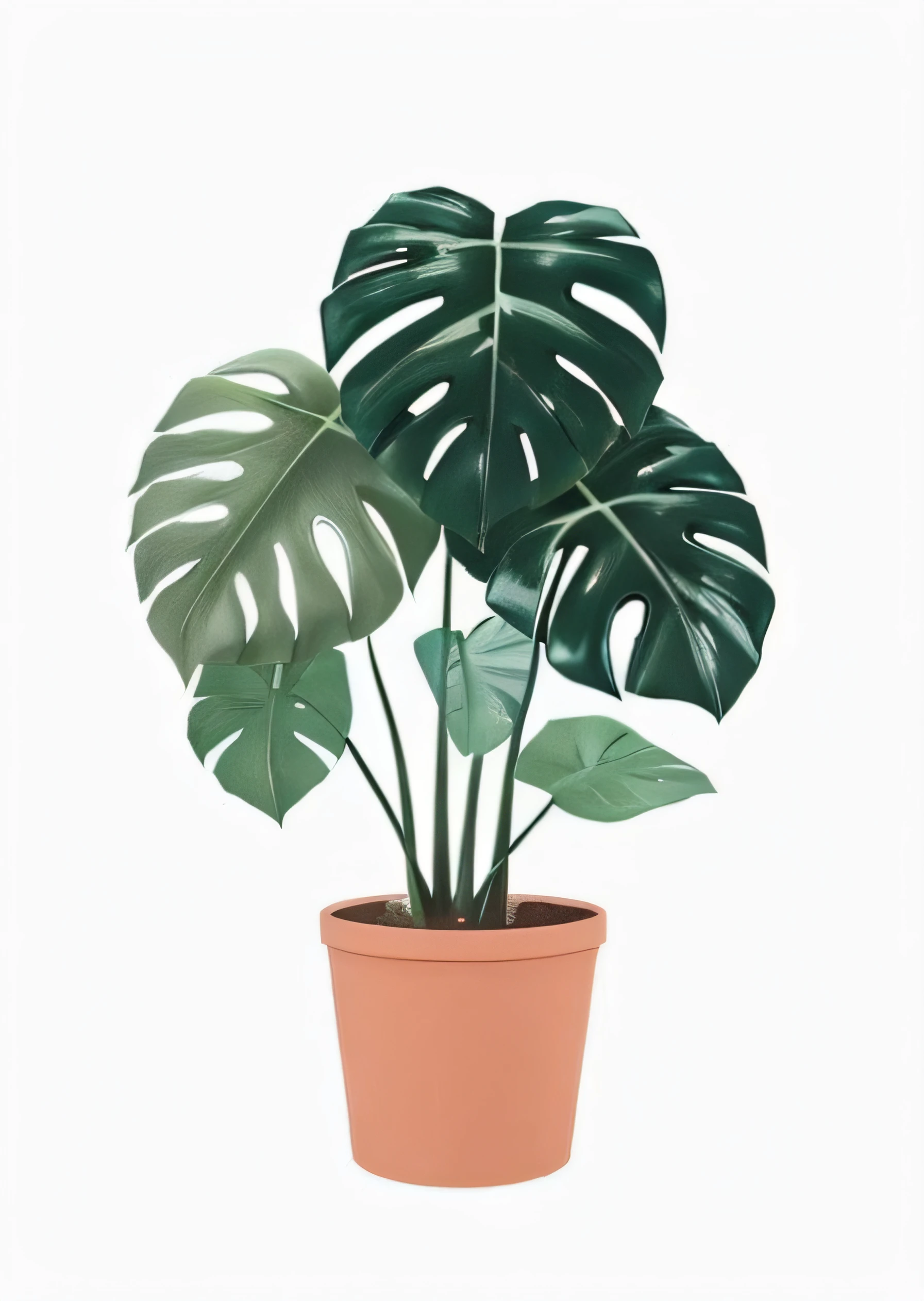 Close-up of plants in pots on white background, Delicious monstera, Monstera, large potted plant, houseplant, potted plant, big leafs, tropical houseplants, House plants, plant monster, large leaves and stems, houseplant, urban jungle plants, Plants in pots, green plant, some plant life, plant, Plants in pots