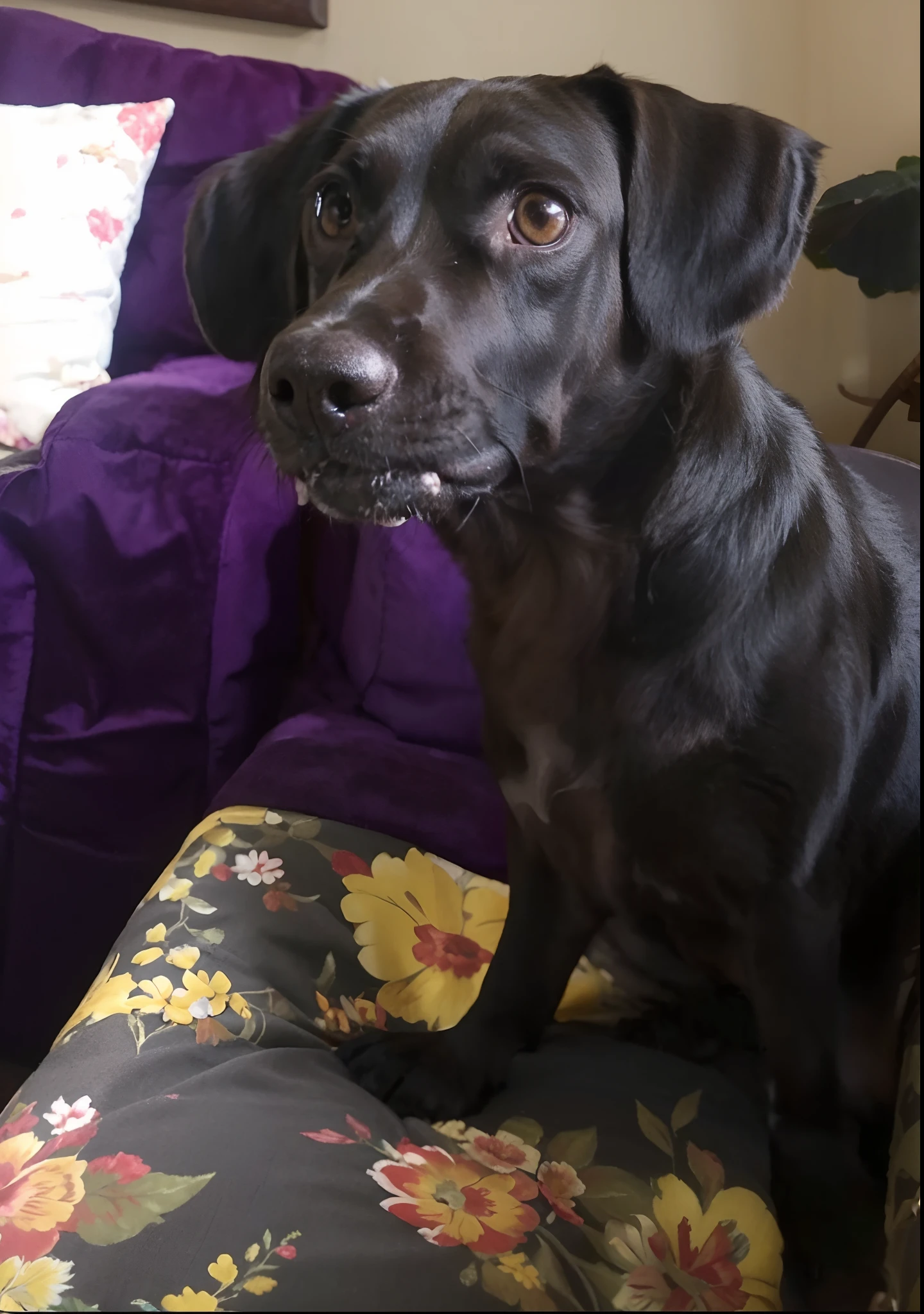 Cachorro preto, com olhos castanhos claros no sofa