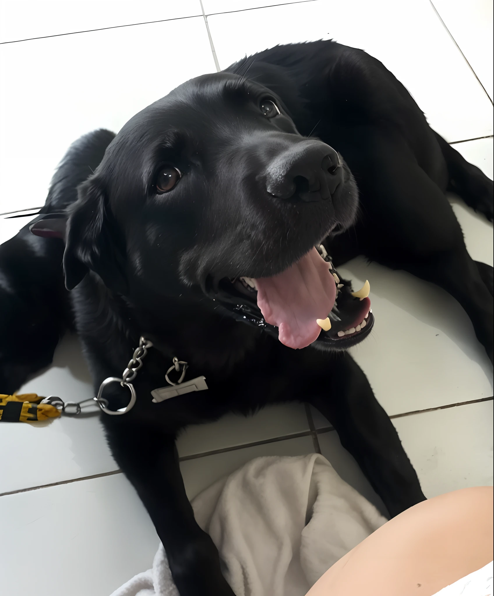 There's a black dog lying on the ground with its tongue sticking out, feliz com a boca aberta, Labrador, Grande sorriso preto, muito bonito, 2 3 anos, 2 7 anos, black dog, happy dog, 2 9 anos, 2 2 anos, 2 8 anos, 2 4 anos, Retrato do Labrador preto, 3 2 anos