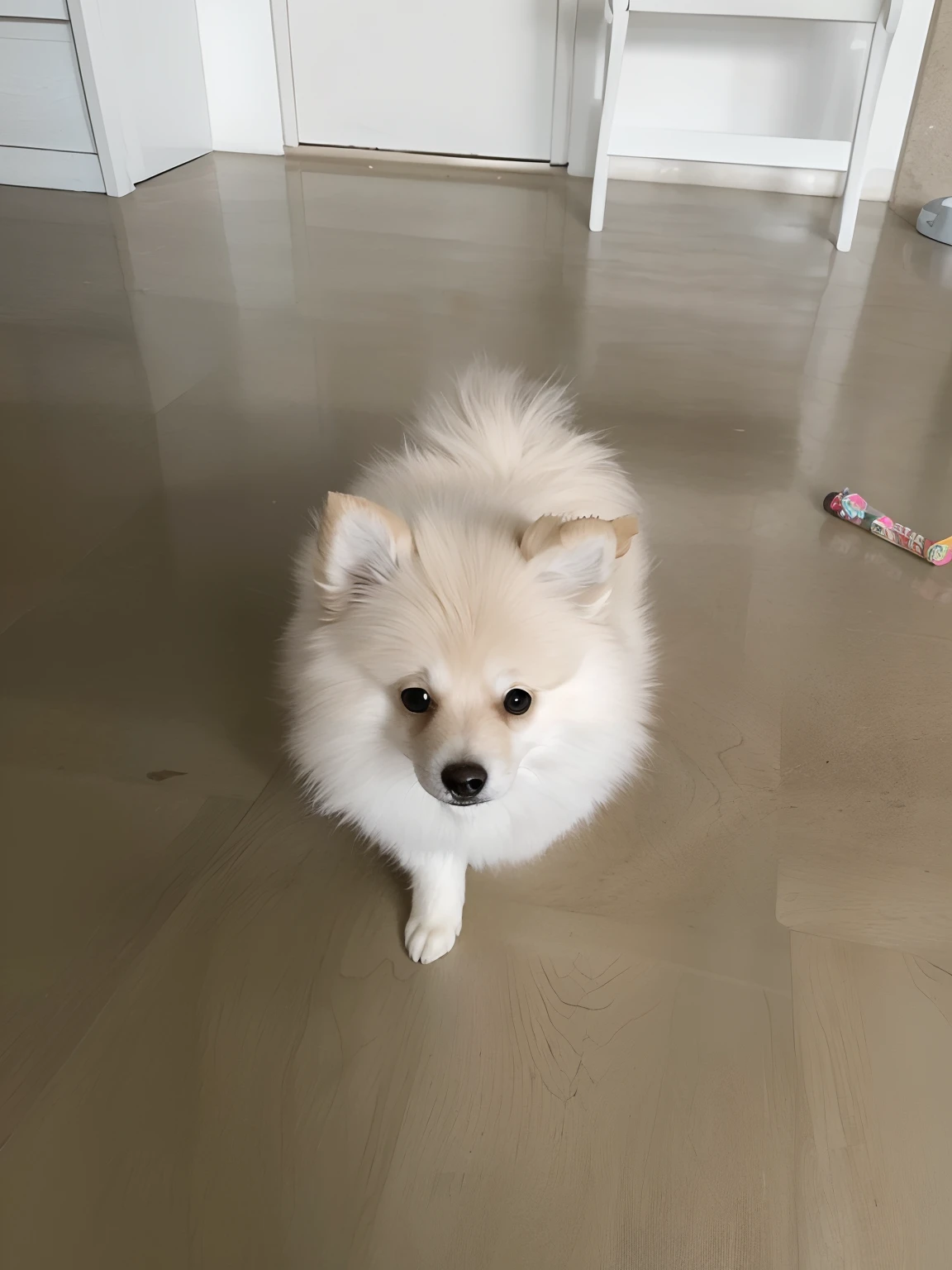 Araffe dog sitting on the floor with a toy in front of him, Mistura Pomeriana, small white dog at her side, Pomeranian, Poofy, Tomado com Sony Alpha 9, apenas uma coisinha fofa, super cute and friendly, ela tem um rosto bonito, looking defiantly at the camera, muito bobo olhando, floof da orelha, staring directly at camera