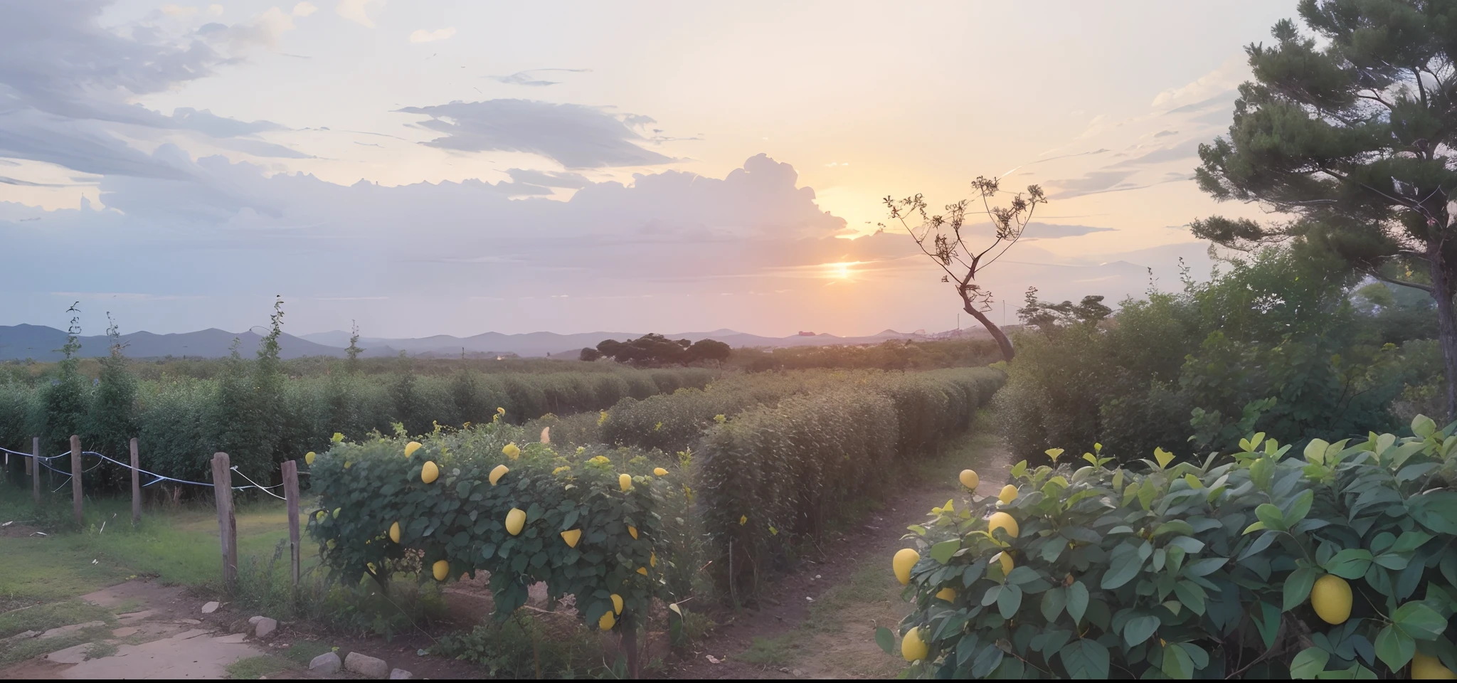 Jeju Citrus Grove, Jeju Citrus Trees. sunset, Wonderful Skies