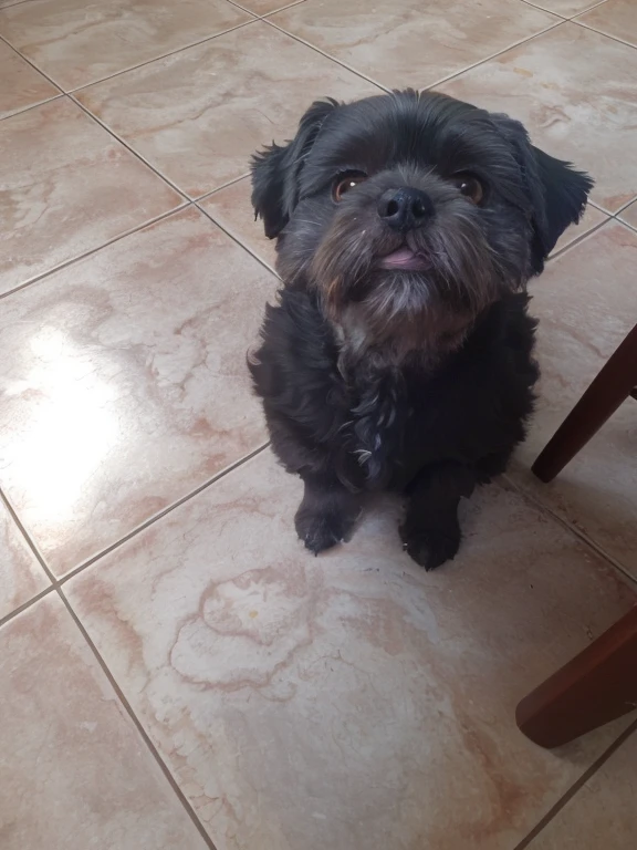 There's a small black dog sitting on a tiled floor, olhar desleixado, Shih Tzu, mulato, 2 anos, havanese dog, black dog, small dog, an afghan male type, peludo bonito precisa de sua ajuda, Looking towards the camera, um bonito, 5 anos, muito bobo olhando, ela tem cerca de 1 6 anos de idade