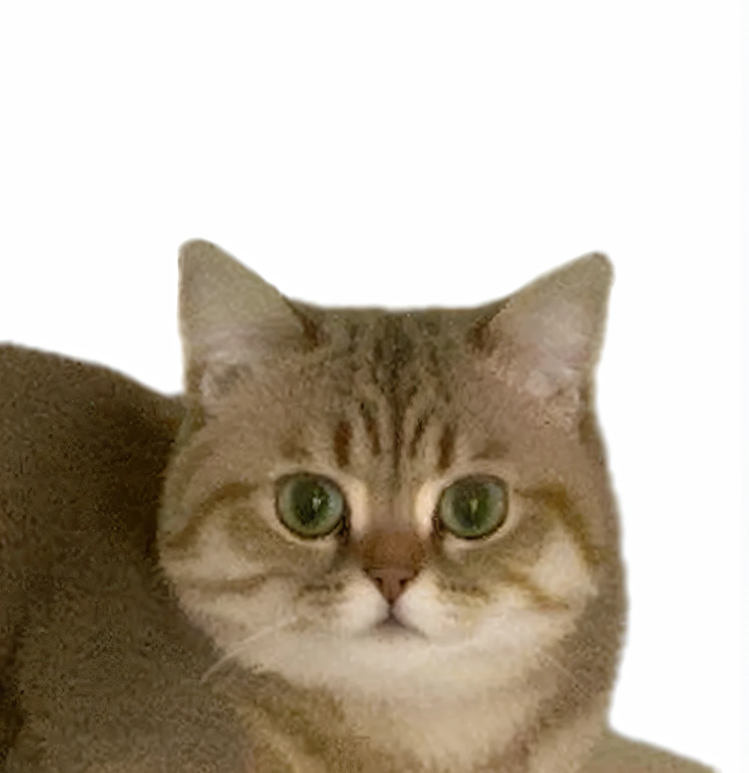 There was a cat sitting on the table,Hold the remote control, exotic shorthair cat, background removed, scottish fold, female looking, half cat, photo of a cat, neko, advertisement picture, numerous dimly glowing eyes, Scowl, proud serious expression, cat photo, Short face, smokey, smiling wryly, ash, cat, Artemis