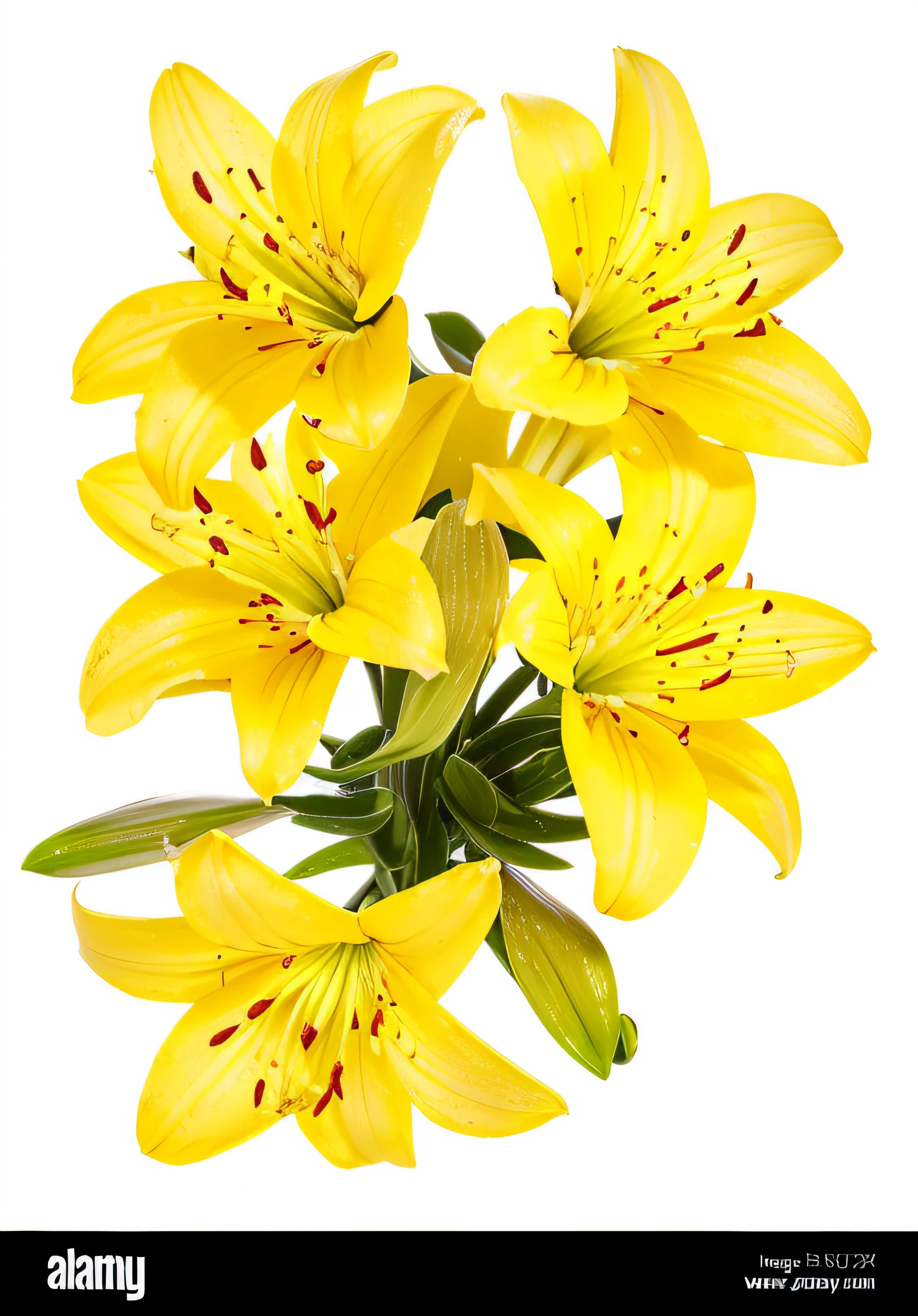 yellow lily flowers on a white background - stock image, lily flowers, lily flower, lillies, lilies, full of yellow flowers flowers, alamy stock photo, lily, big lilies, with yellow flowers around it, lily flowers. 8 k, lily frank, yellow flowers, trending on shutterstock, rubrum lillies, stock photo, large exotic flowers