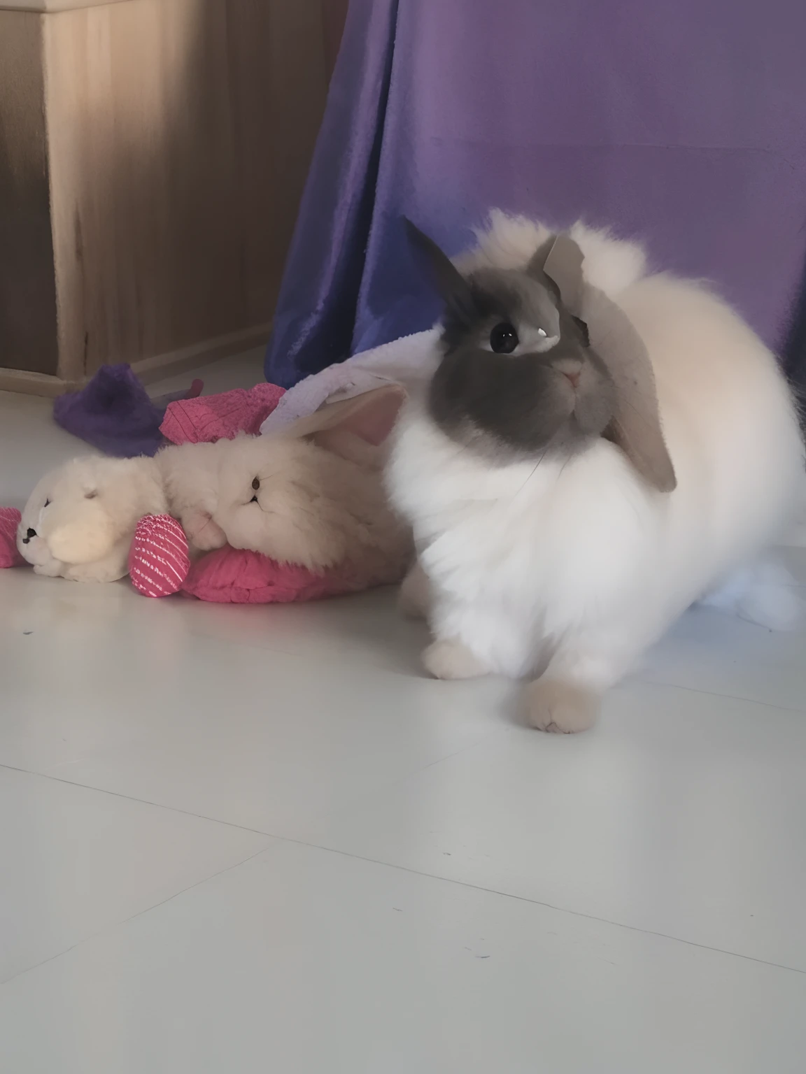 Lapin bélier angora