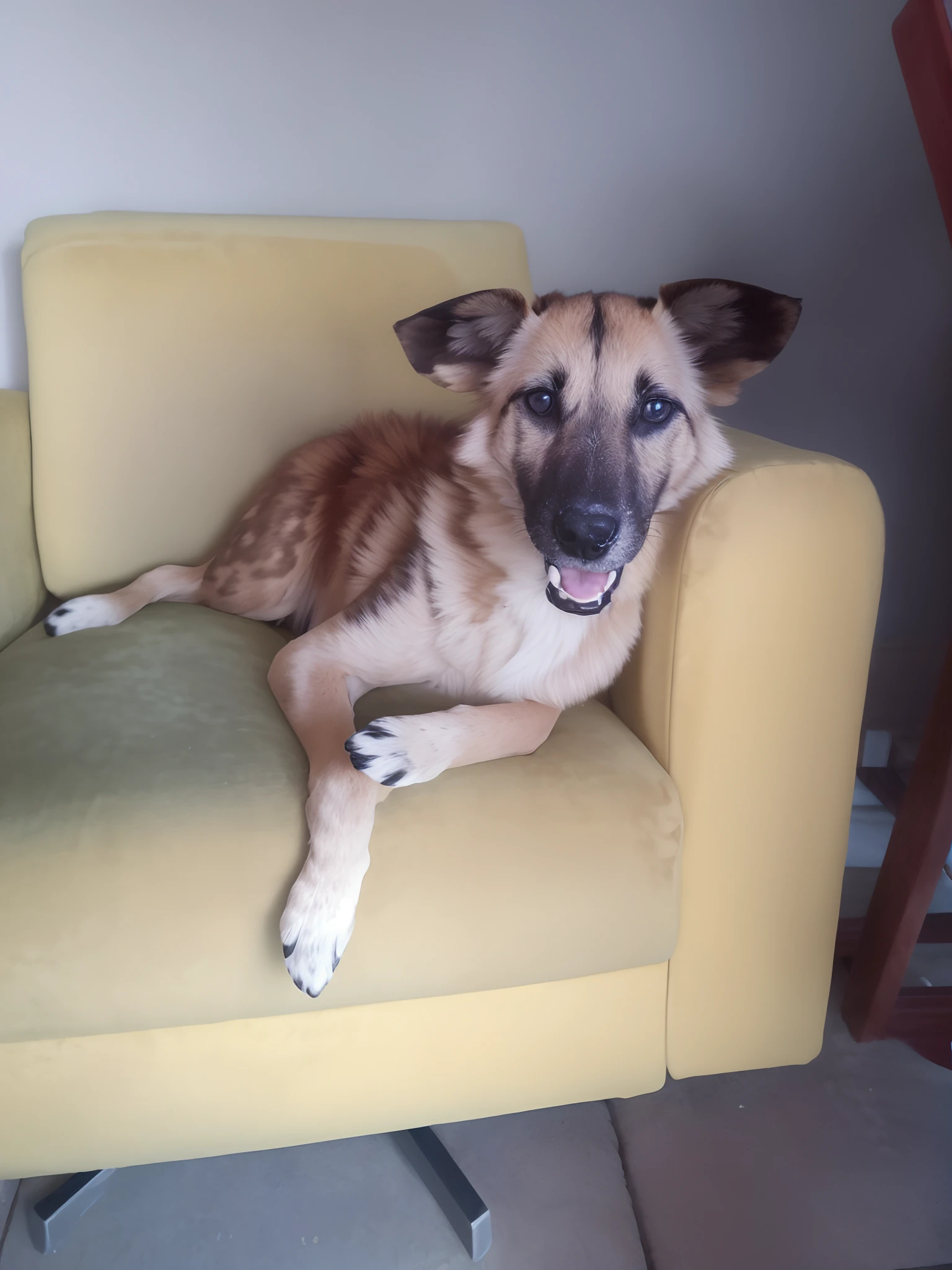 There is a dog that is sitting on a yellow chair, sitting on couch, peludo bonito precisa de sua ajuda, relaxing and smiling at camera, at the sitting couch, sitting on couch, sitting on the couch, Enevoado, seated in a couch, sitting on a couch, an african wild dog sitting up!, taken with sony a7r camera