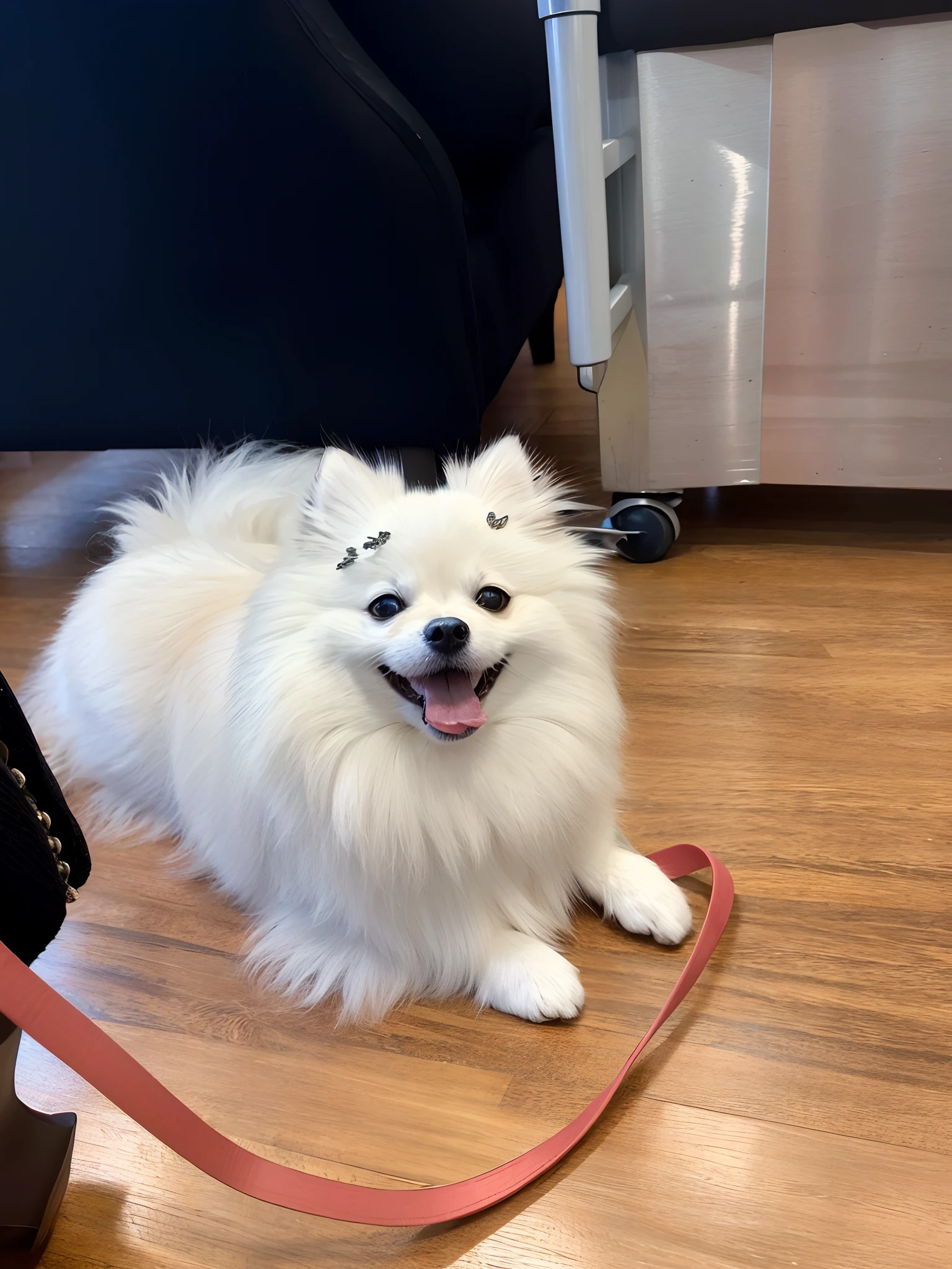 Araffe dog sitting on the ground with a leash around his neck, small white dog at her side, ela tem um rosto expressivo bonito, Ela tem um rosto bonito, she is smiling and excited, Poofy, Mistura Pomeriana, she is smiling and happy, happily smiling at the camera, She is grinning, cara fofa, Pomeranian, cara boba fofa