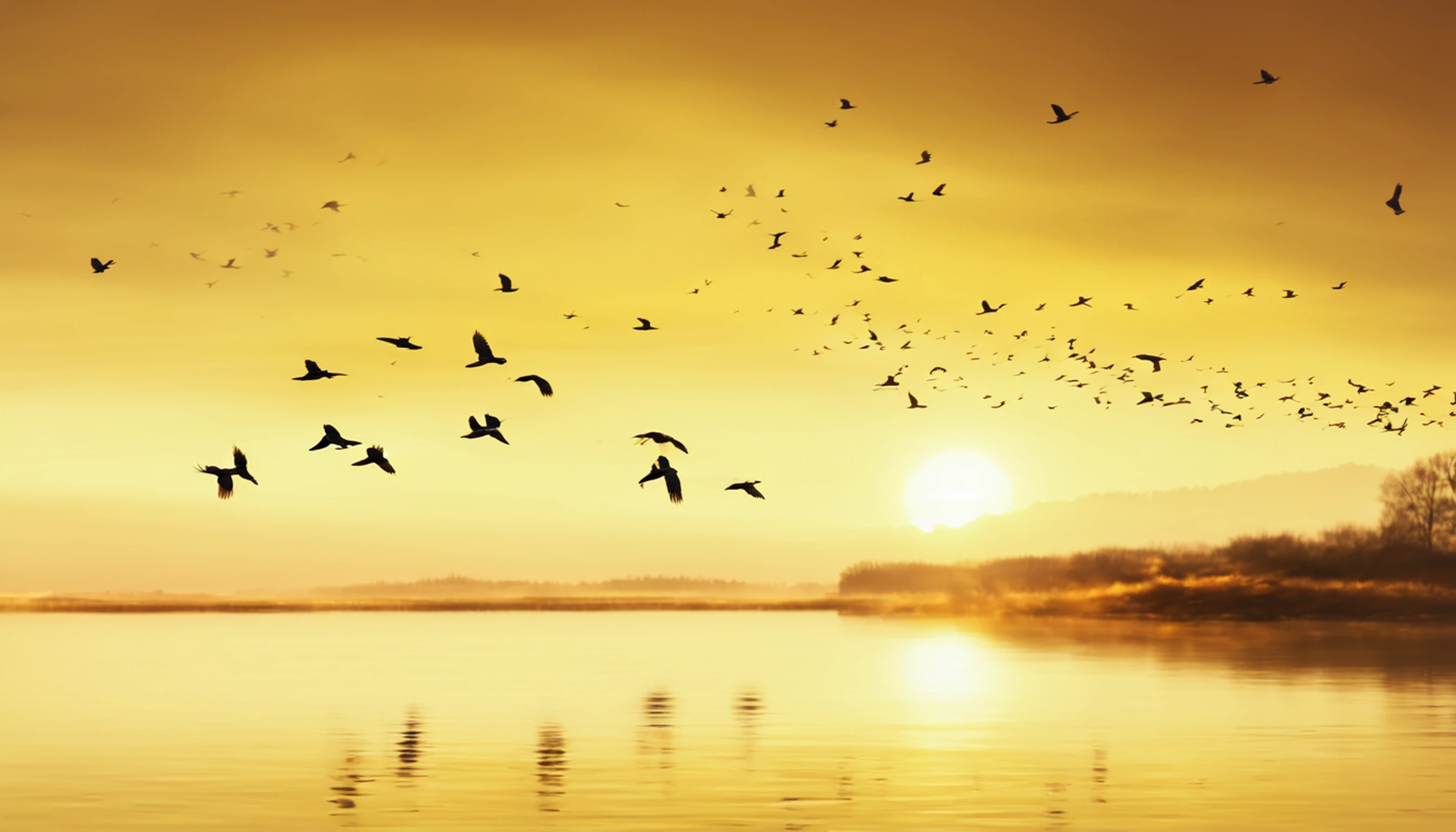 K HD |,The sunset and the lonely birds fly together,Autumn water has been the same for a long time,Soft golden tones depict the horizon of water and sky,IMAGEM NO FORMATO DE 2560X1440 PIXELS