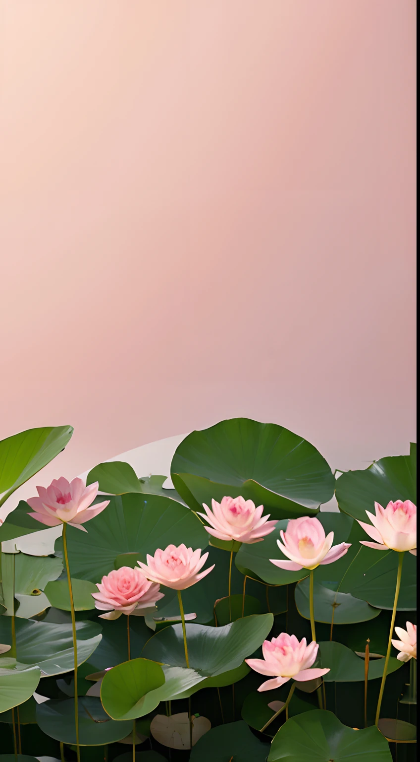 Wallpaper phone，Lots of lotuses，There are tall and short，Pink petals，There is dew，corrugation