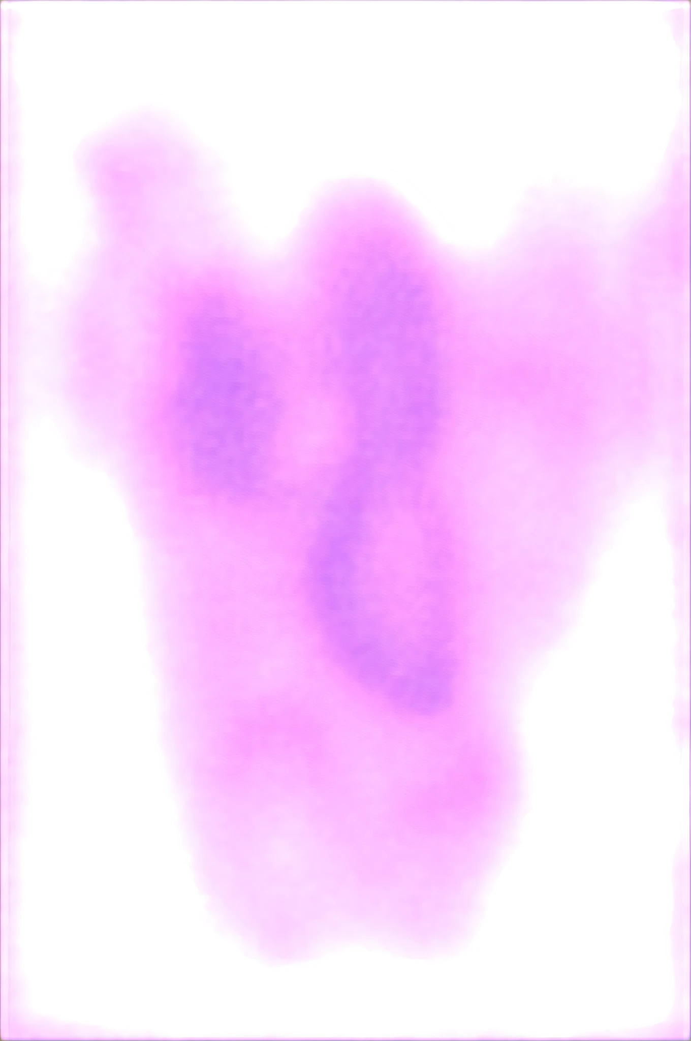 lavender pressed dried flowers on a white background image--ar 293:151