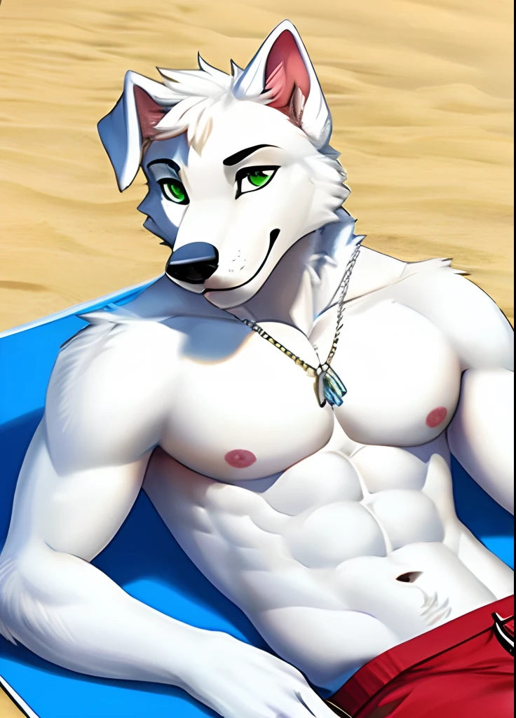 A white dog with green eyes shirtless on the beach