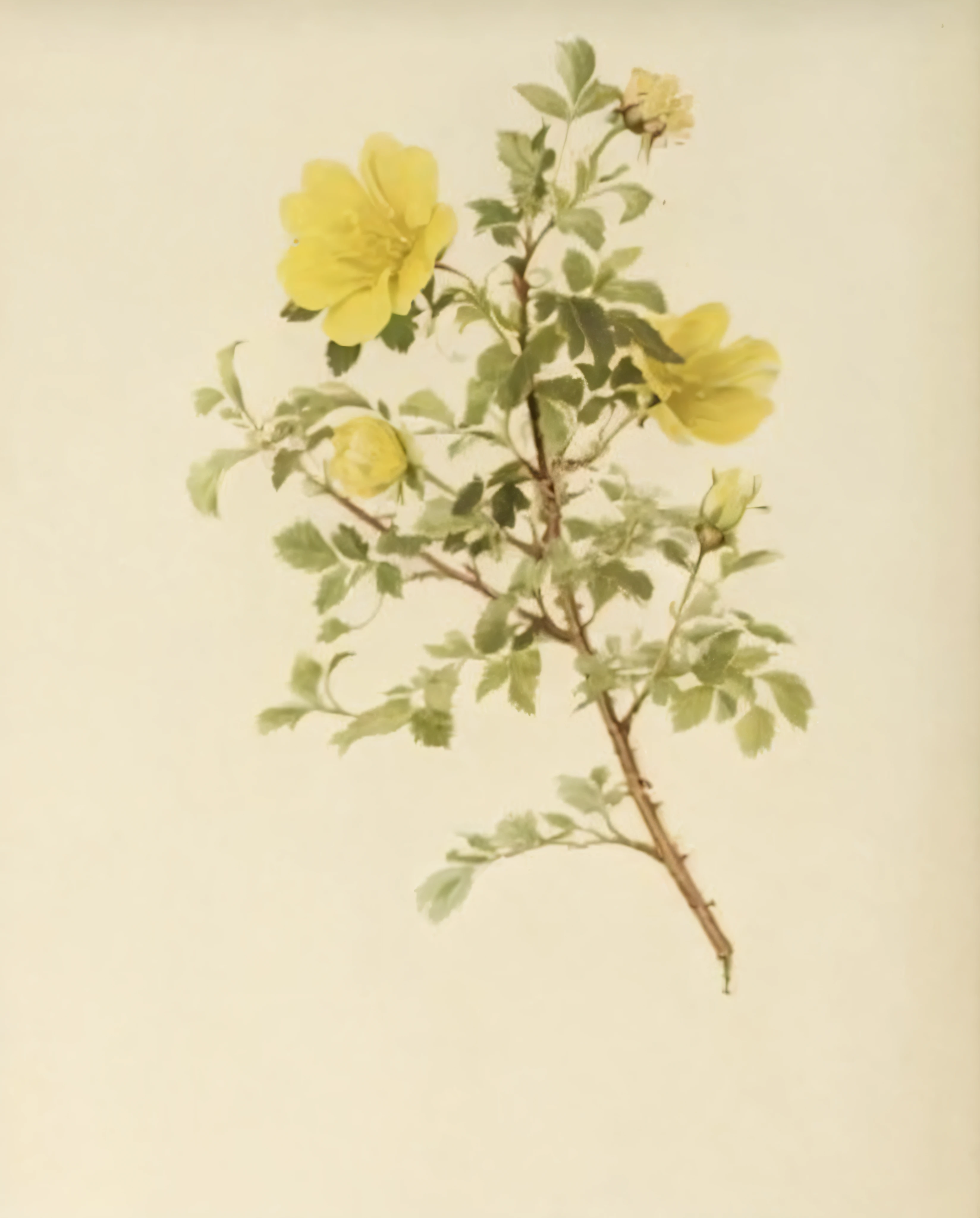 a close up of a yellow flower on a stem with leaves, botanical illustration, botanical drawing, botanical artwork, botanical art, by William Simpson, rose-brambles, by Heinrich Bichler, rosa bonheurn, by Wilhelm Trübner, johannes vemeer, by John Skinner Prout, by Heinrich Lefler, by William Jacob Baer