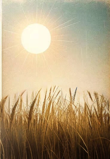 Tall grass，The grass is thick，Close-up，Right in front of you，brown black grass