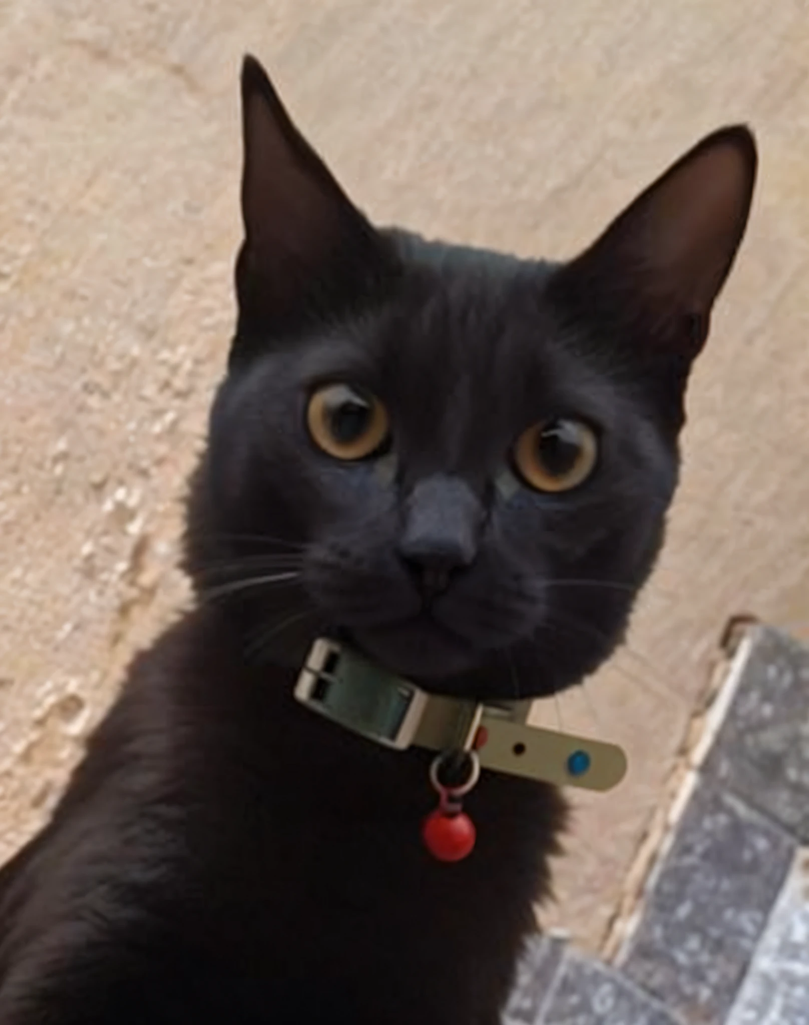 felino, ultra realista, muito detalhada, pelos macios, muito realista, imagem ultra HD, qualidade, olhos azuis, gato, felino, muito realista, pelo macio, detalhes insanos