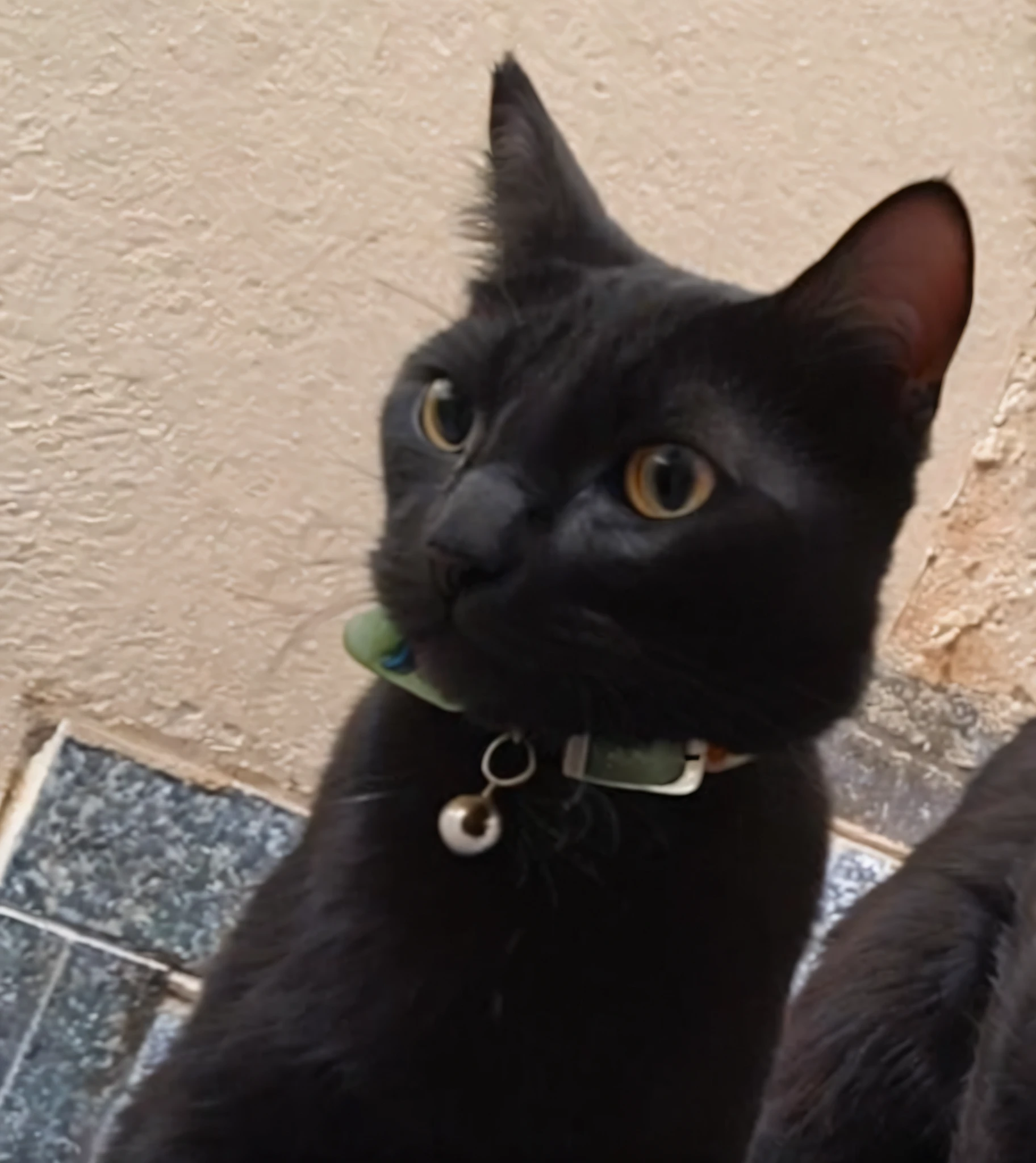 felino, ultra realista, muito detalhada, pelos macios, muito realista, imagem ultra HD, qualidade, olhos azuis, gato, felino, muito realista, pelo macio, detalhes insanos